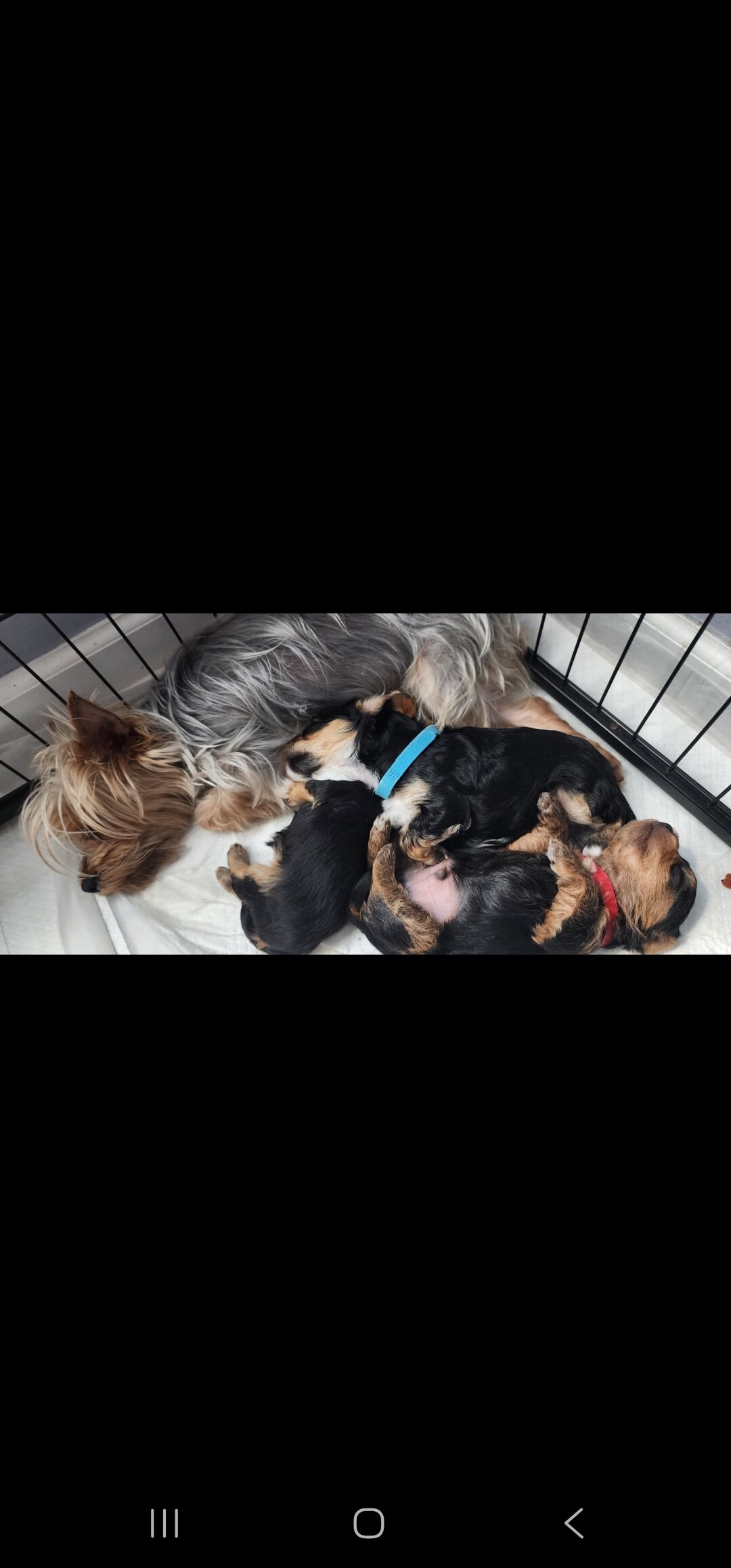 Yorkiepoo Puppy –Ready for His Forever Homes image 2
