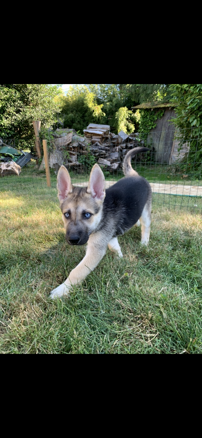 Shepsky puppies image 3