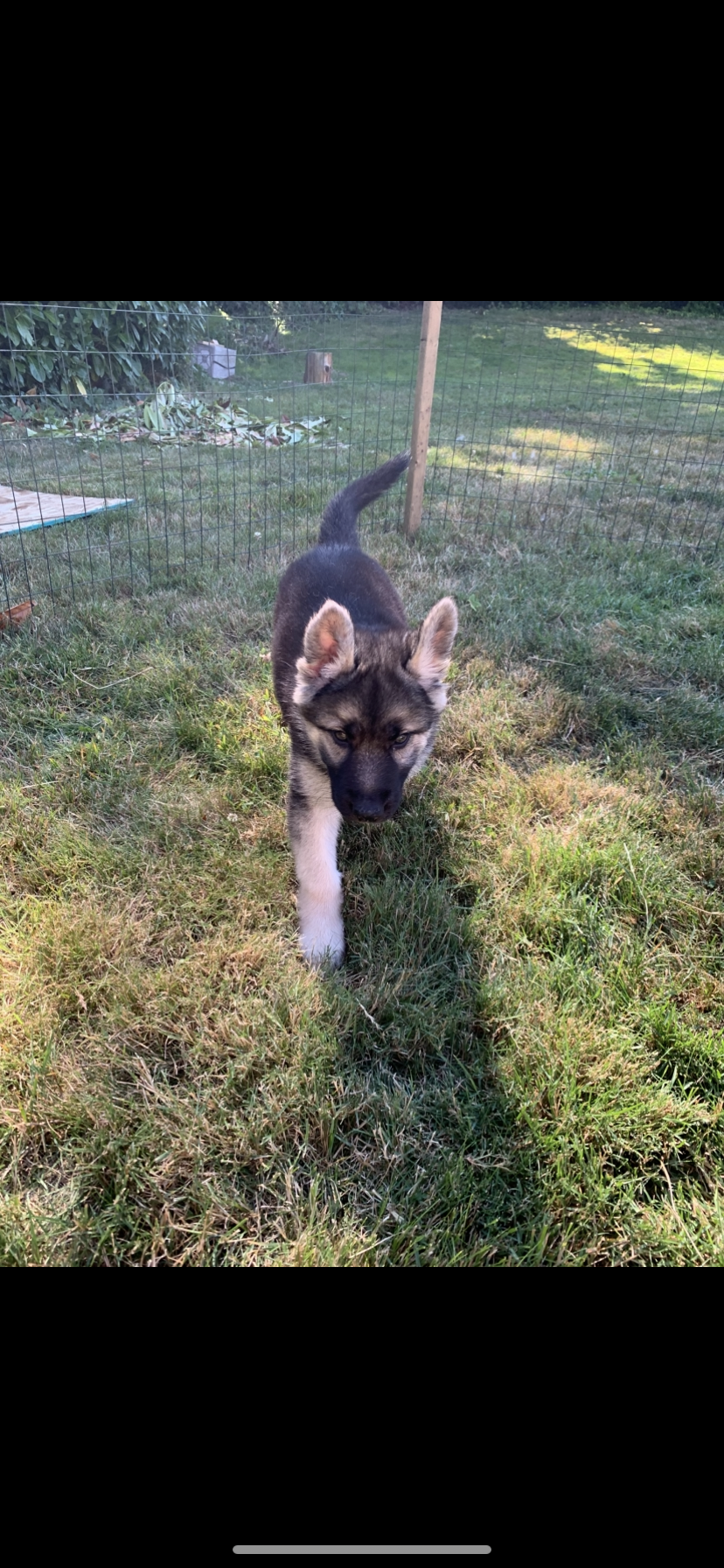 Shepsky puppies image 2