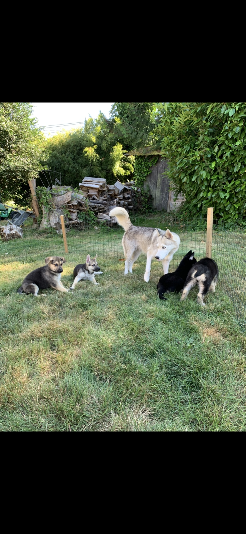 Shepsky puppies image 1