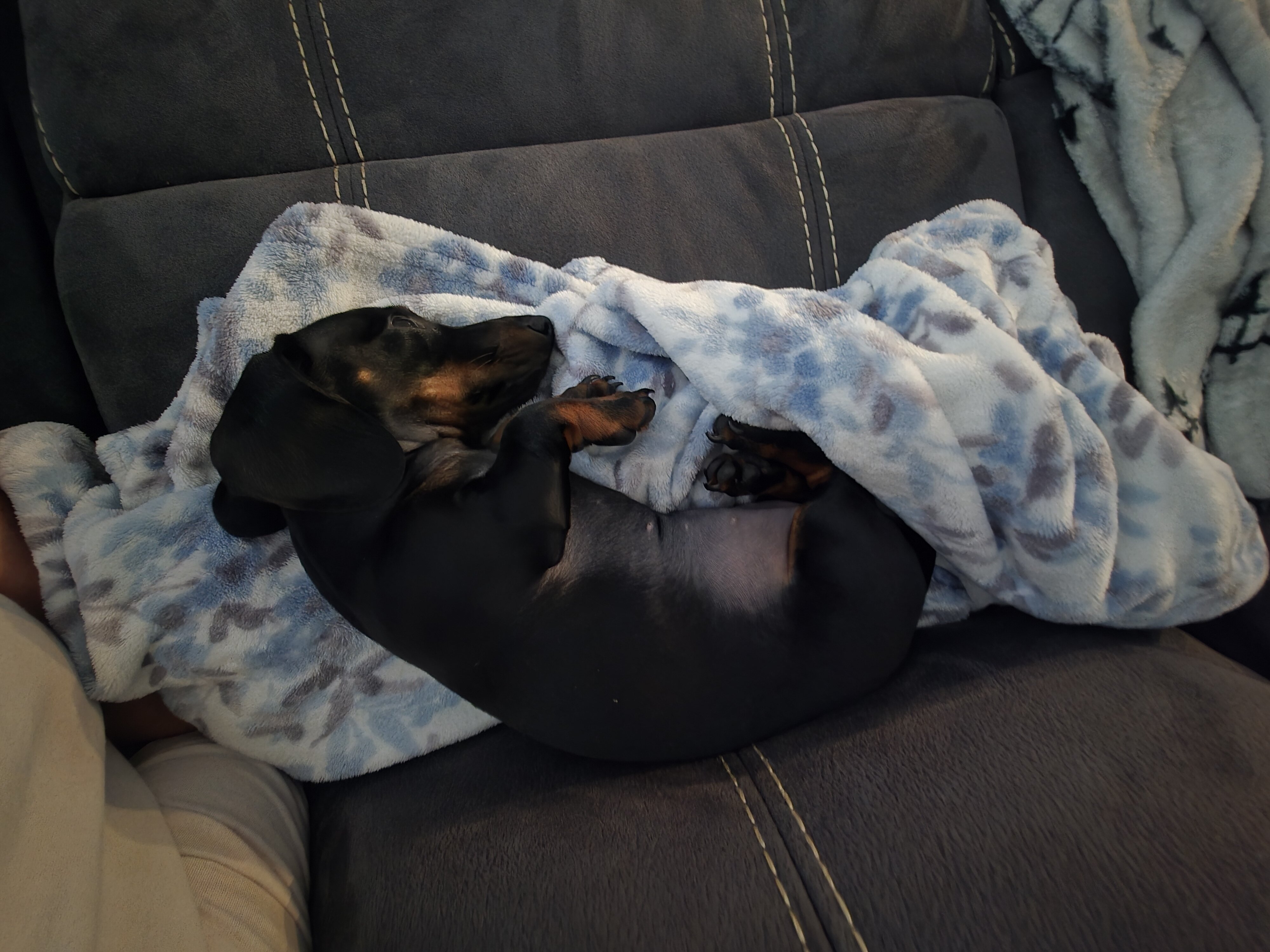 Smooth Hair Female Black & Tan Miniature Dachshund image 3