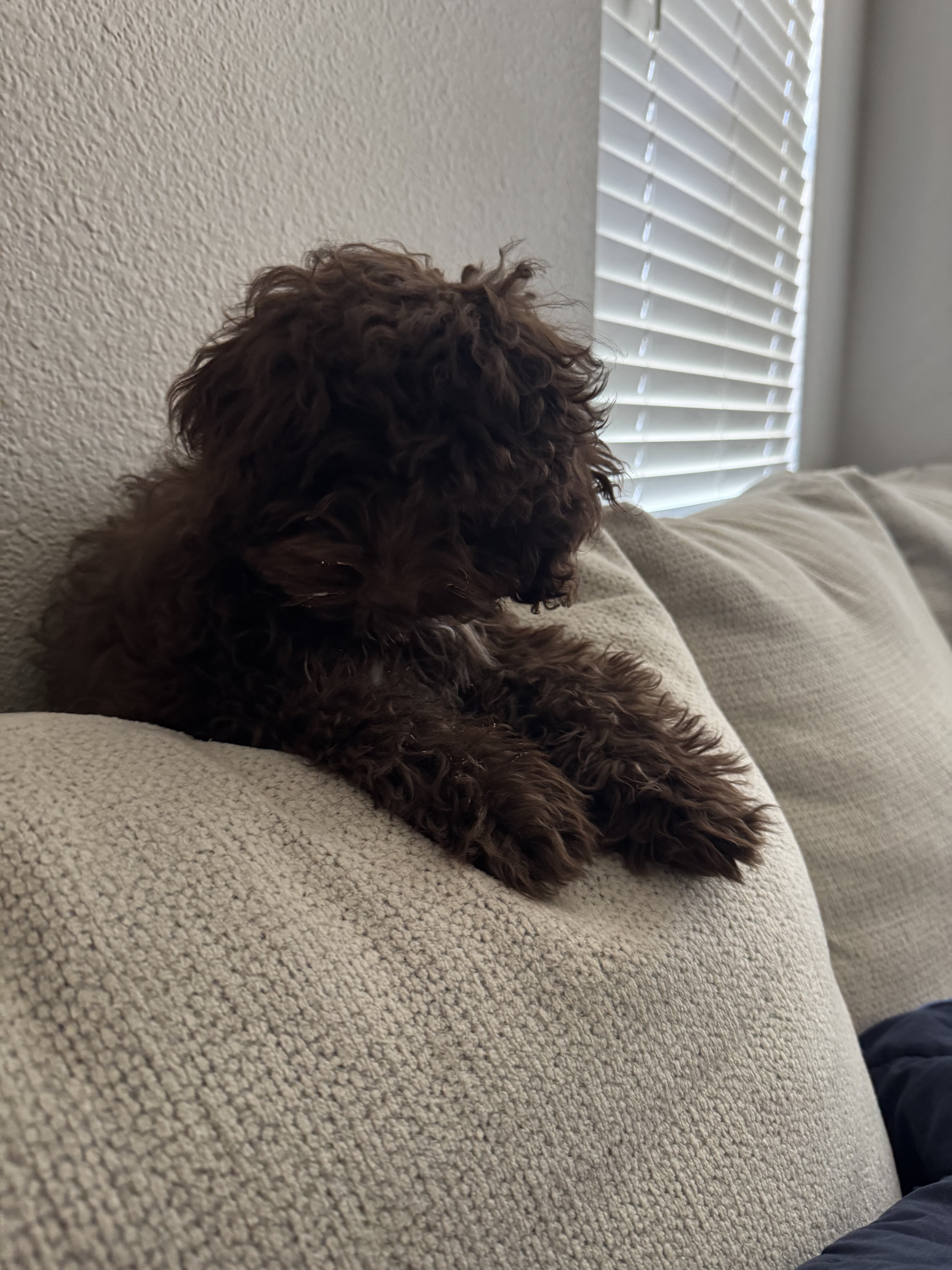 Cockapoo  female image 4