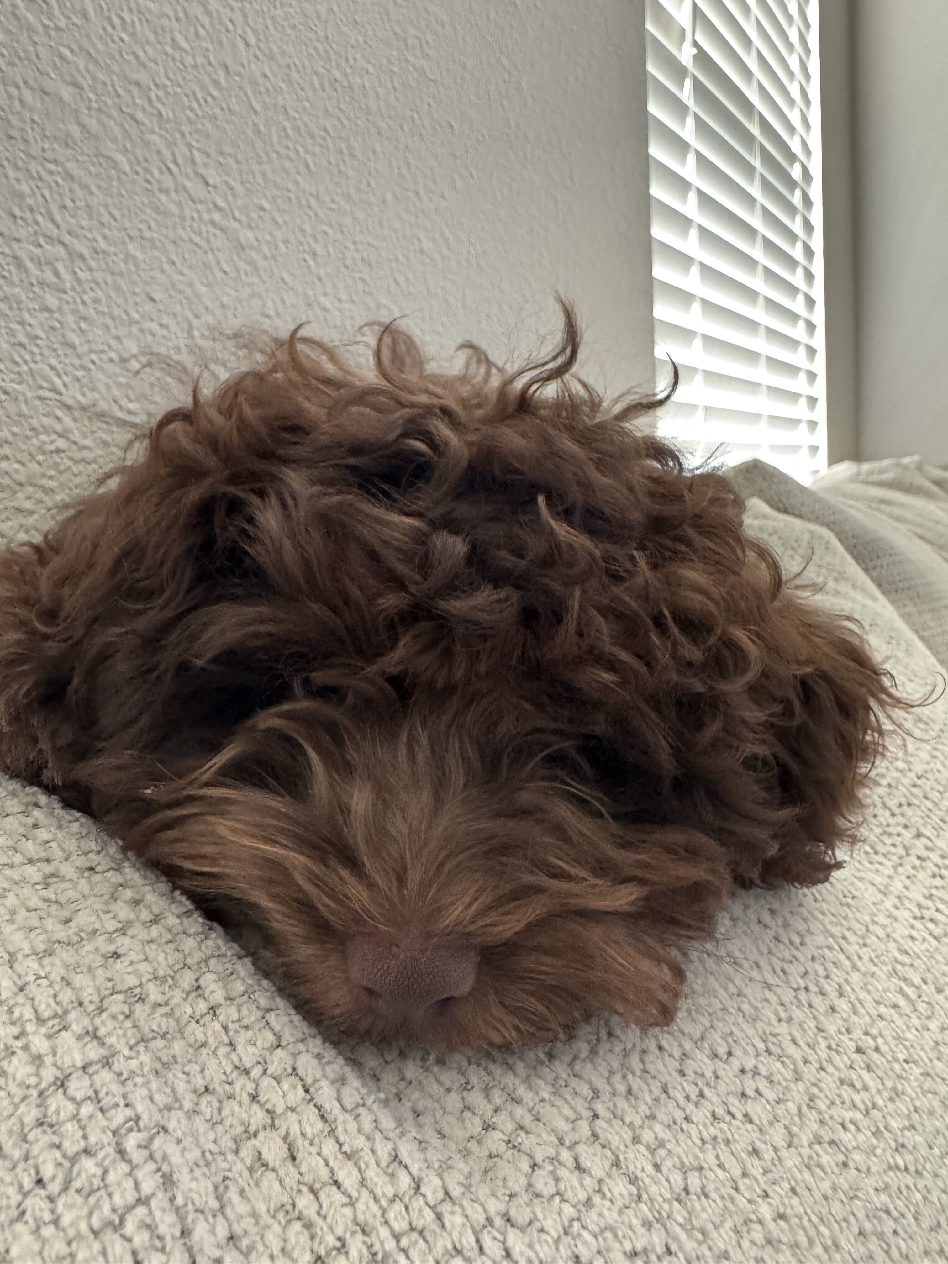 Cockapoo  female image 3