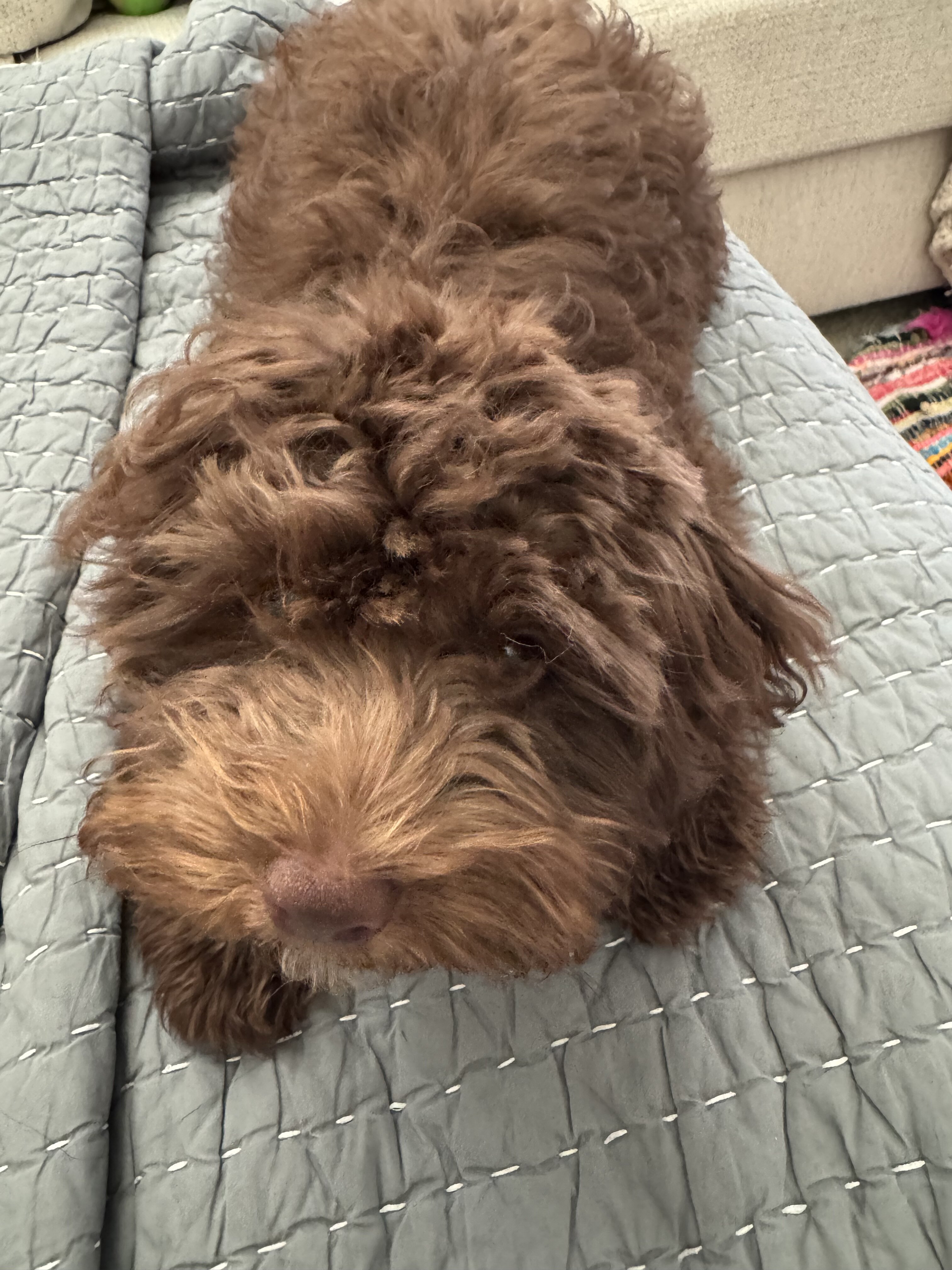 Cockapoo  female image 2