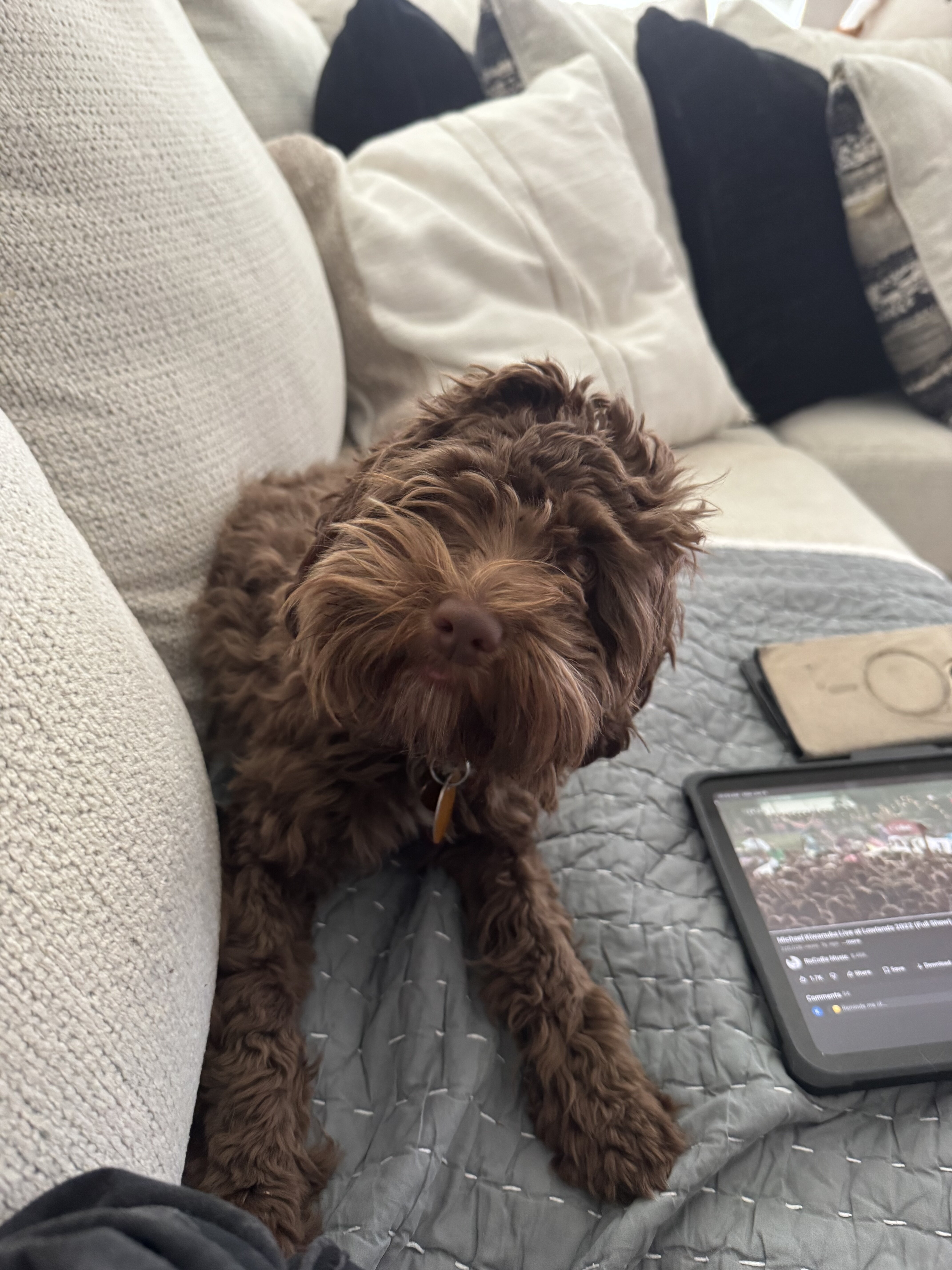 Cockapoo  female image 5