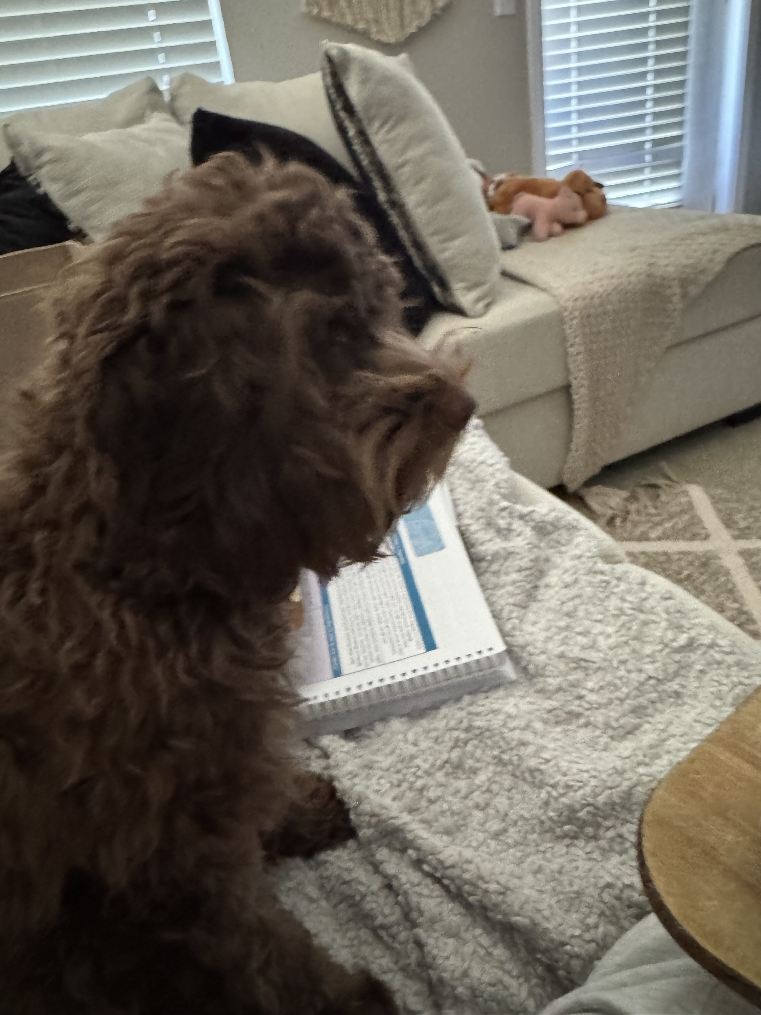 Cockapoo  female image 1