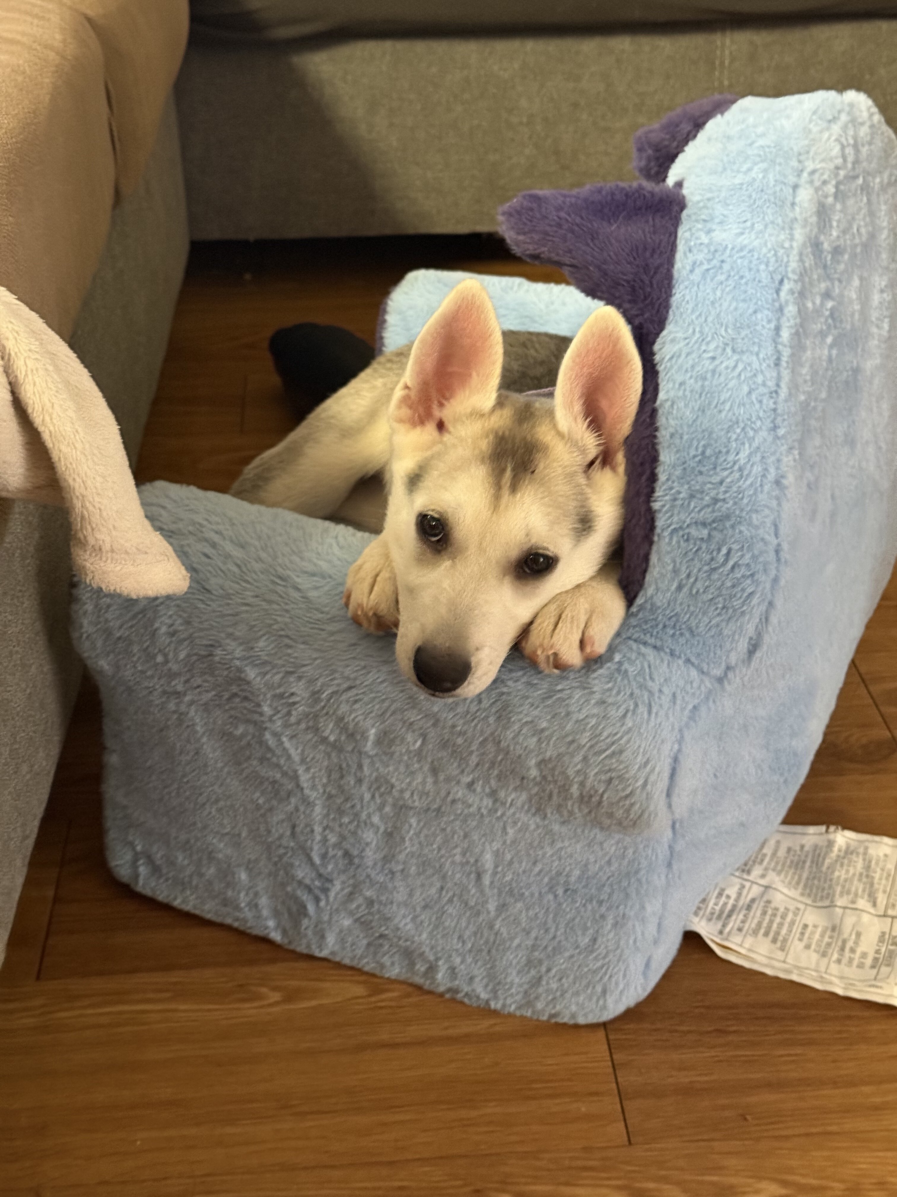 Shepsky image 1