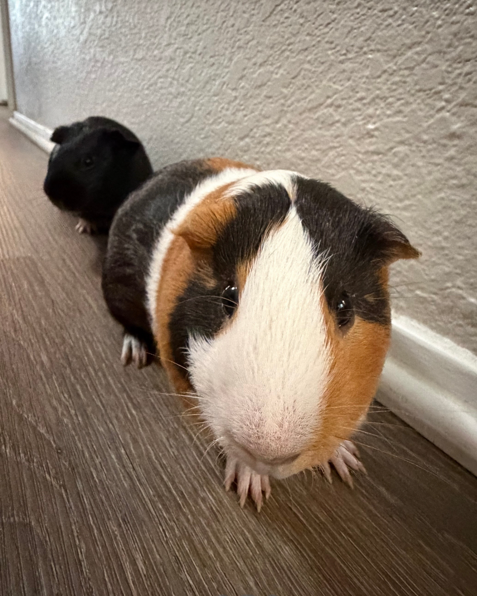 2 male cute Guinea pigs for sale image 5