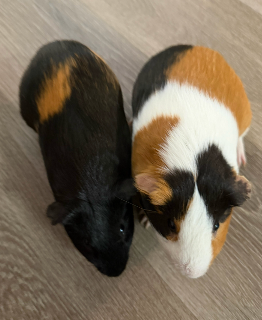 2 male cute Guinea pigs for sale image 4