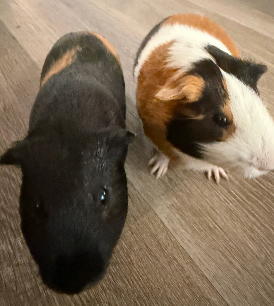 2 male cute Guinea pigs for sale image 1