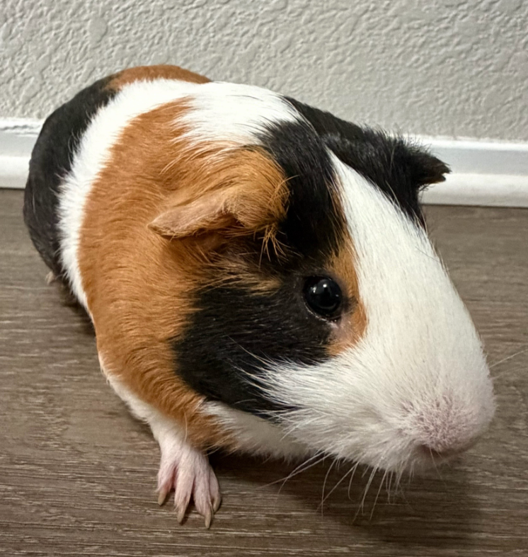 2 male cute Guinea pigs for sale image 3