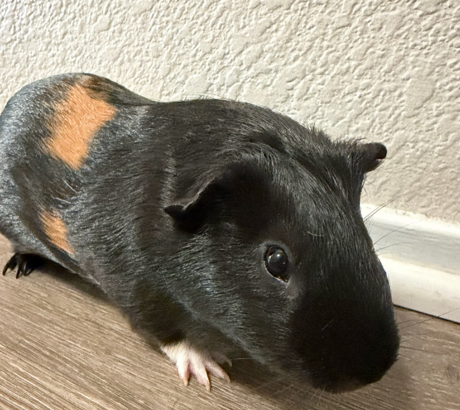 2 male cute Guinea pigs for sale image 2