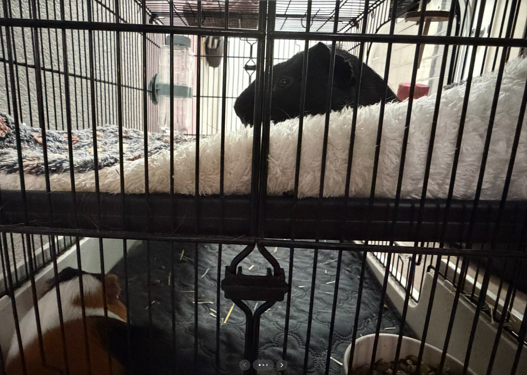 2 male cute Guinea pigs for sale image 6