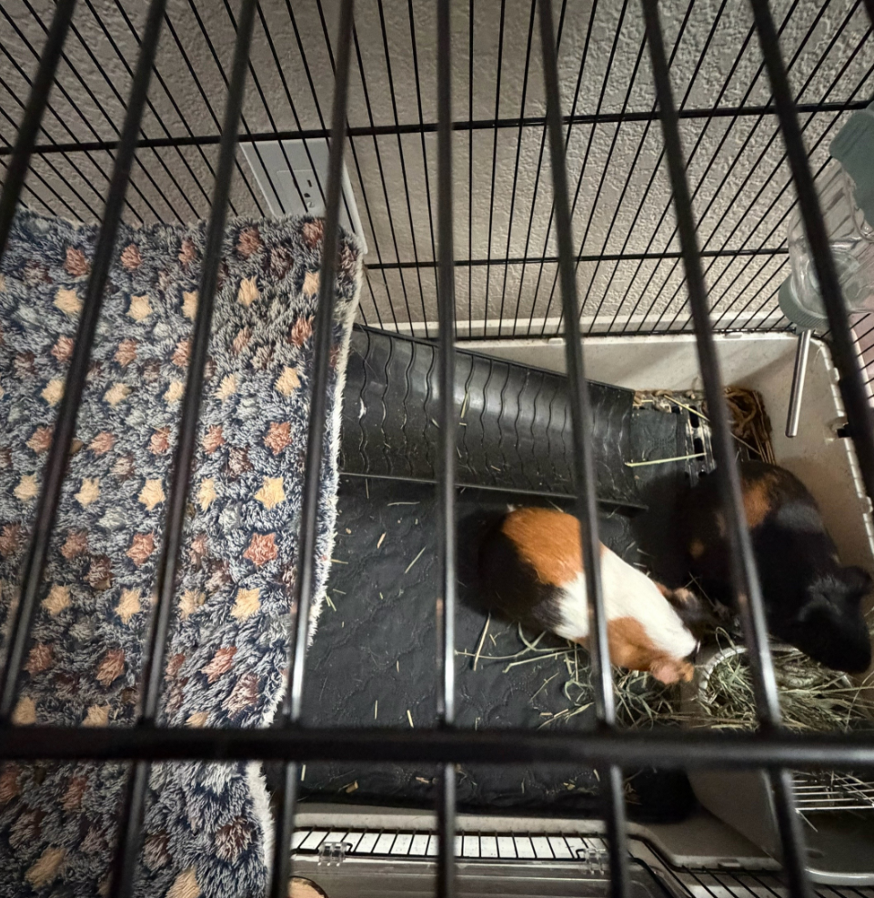 2 male cute Guinea pigs for sale image 8