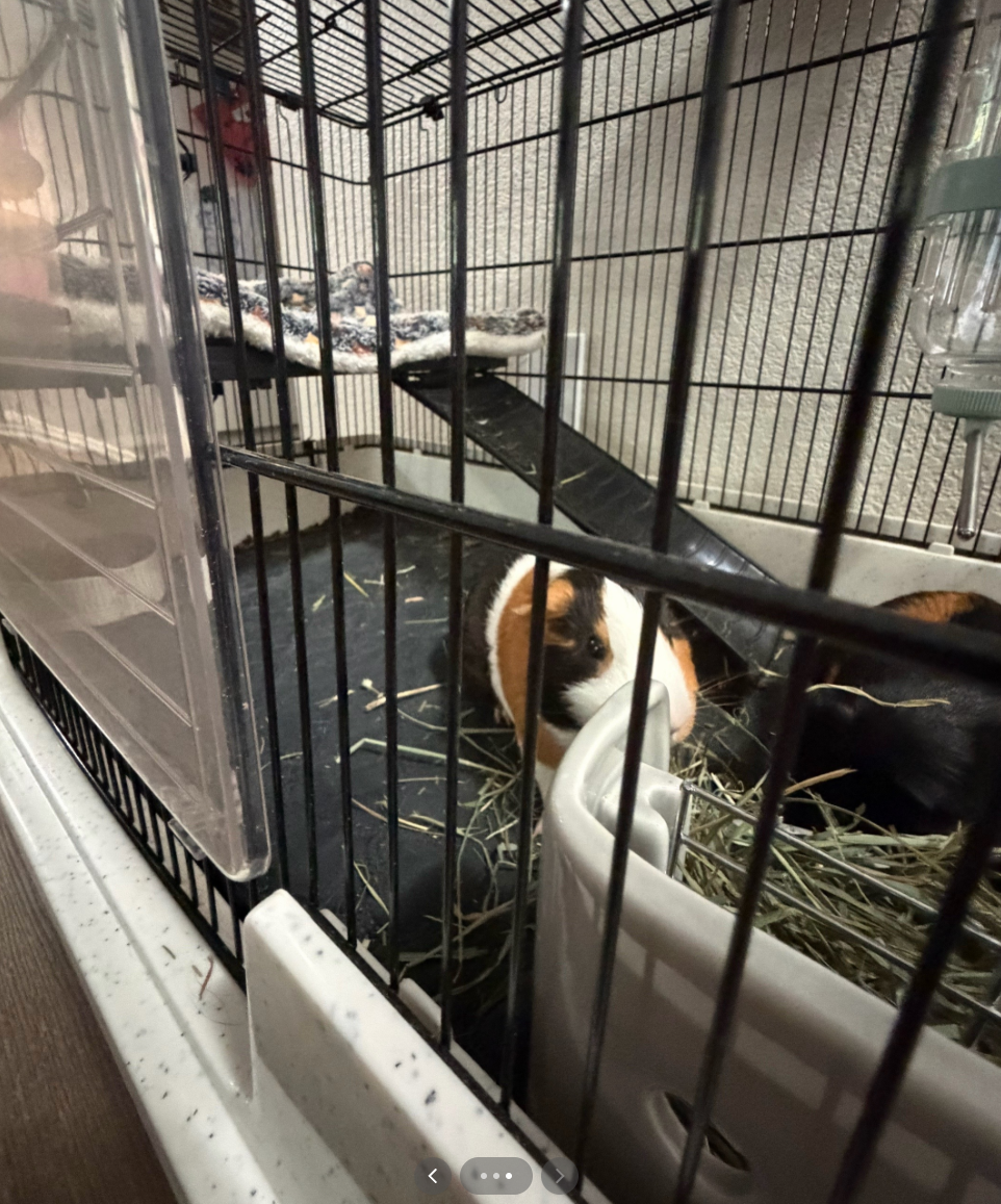 2 male cute Guinea pigs for sale image 7