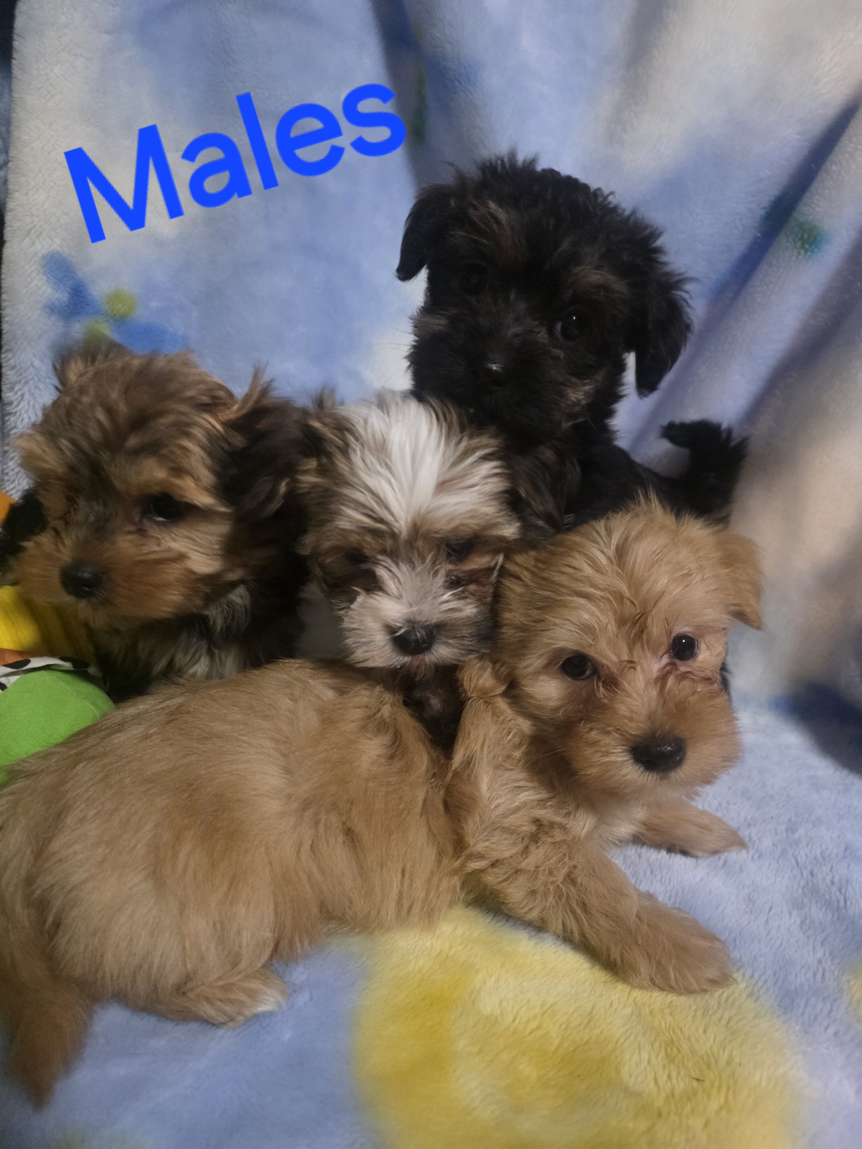 Morkies image 1