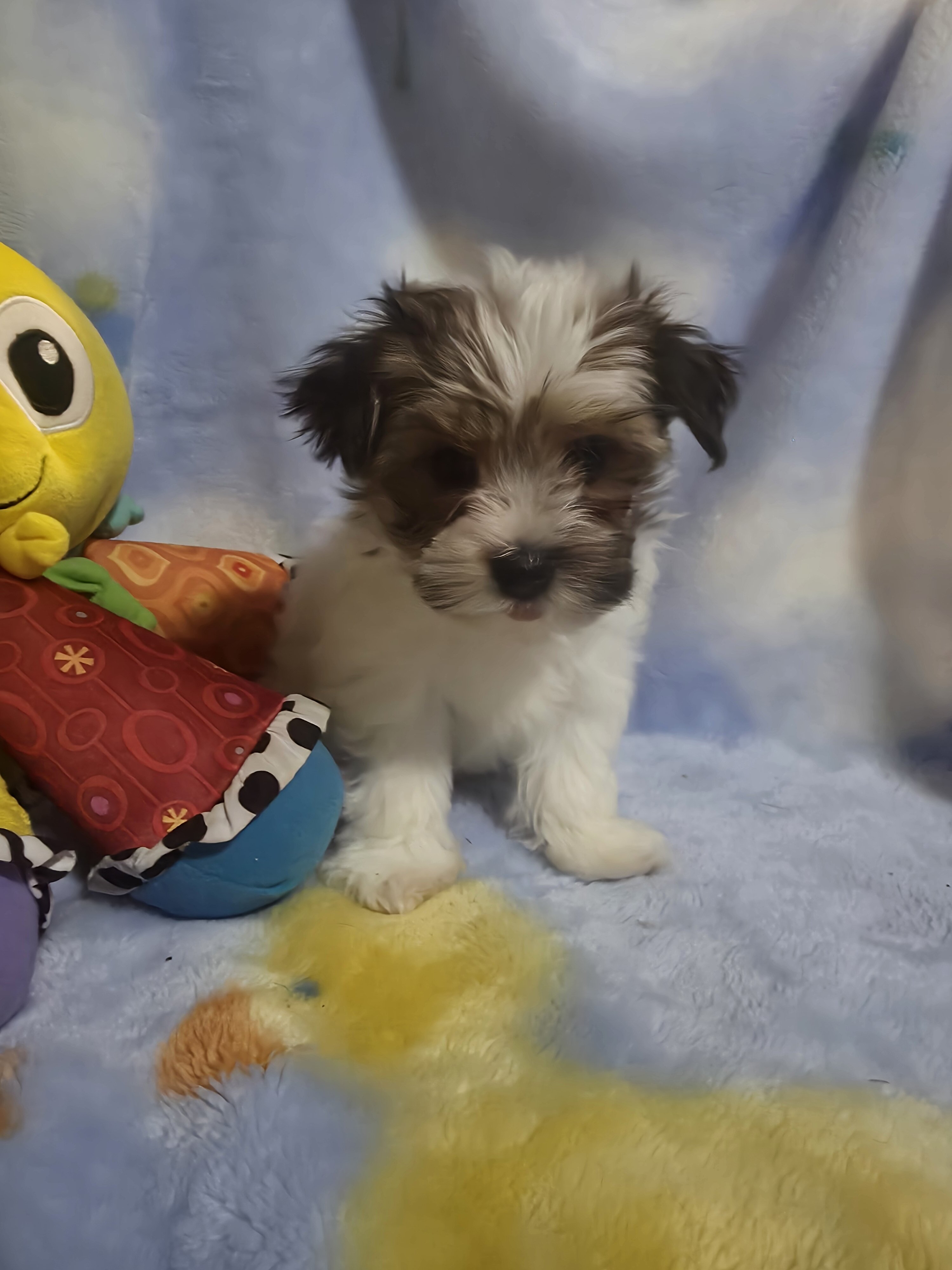 Morkies image 8