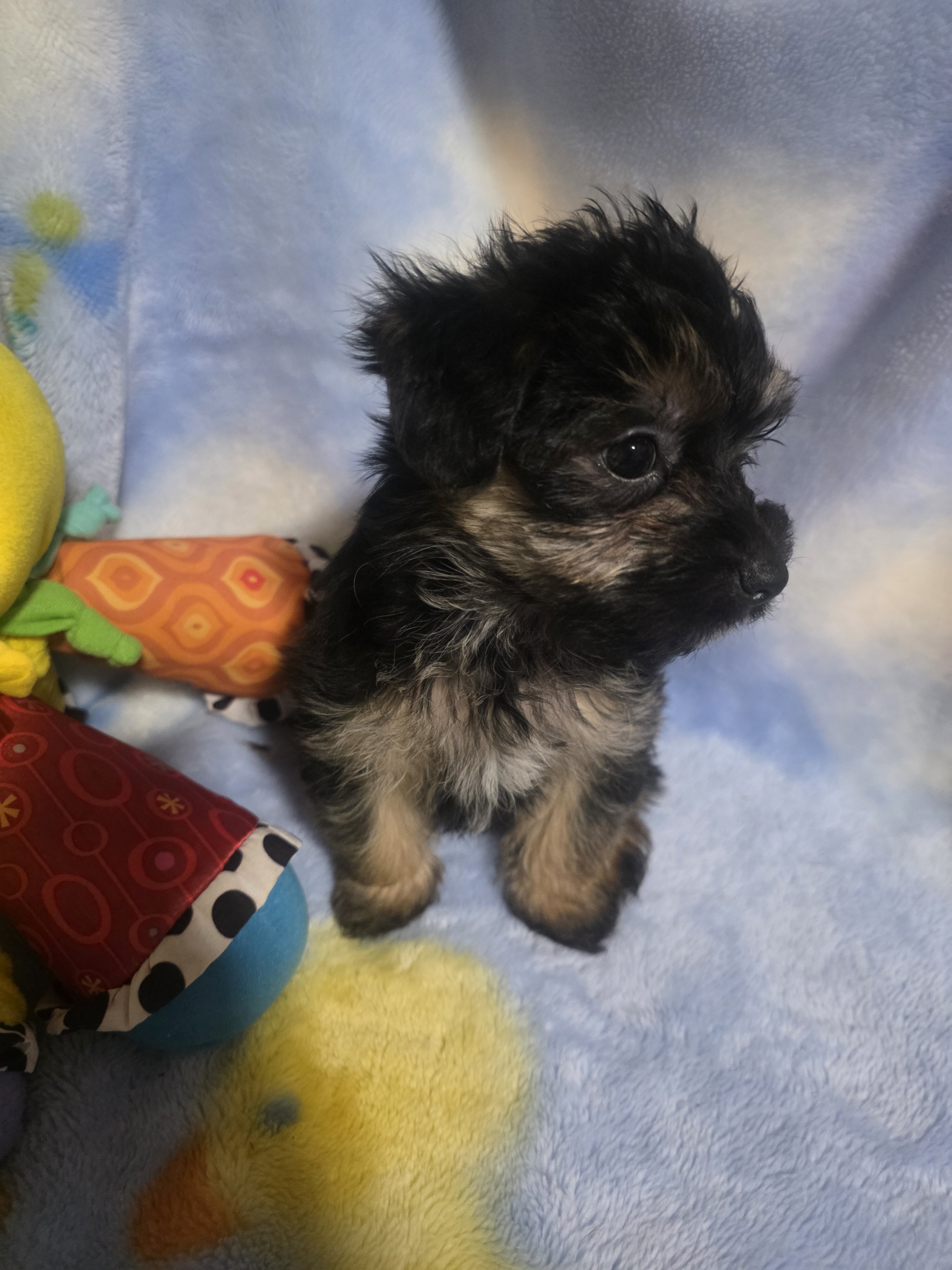 Morkies image 7