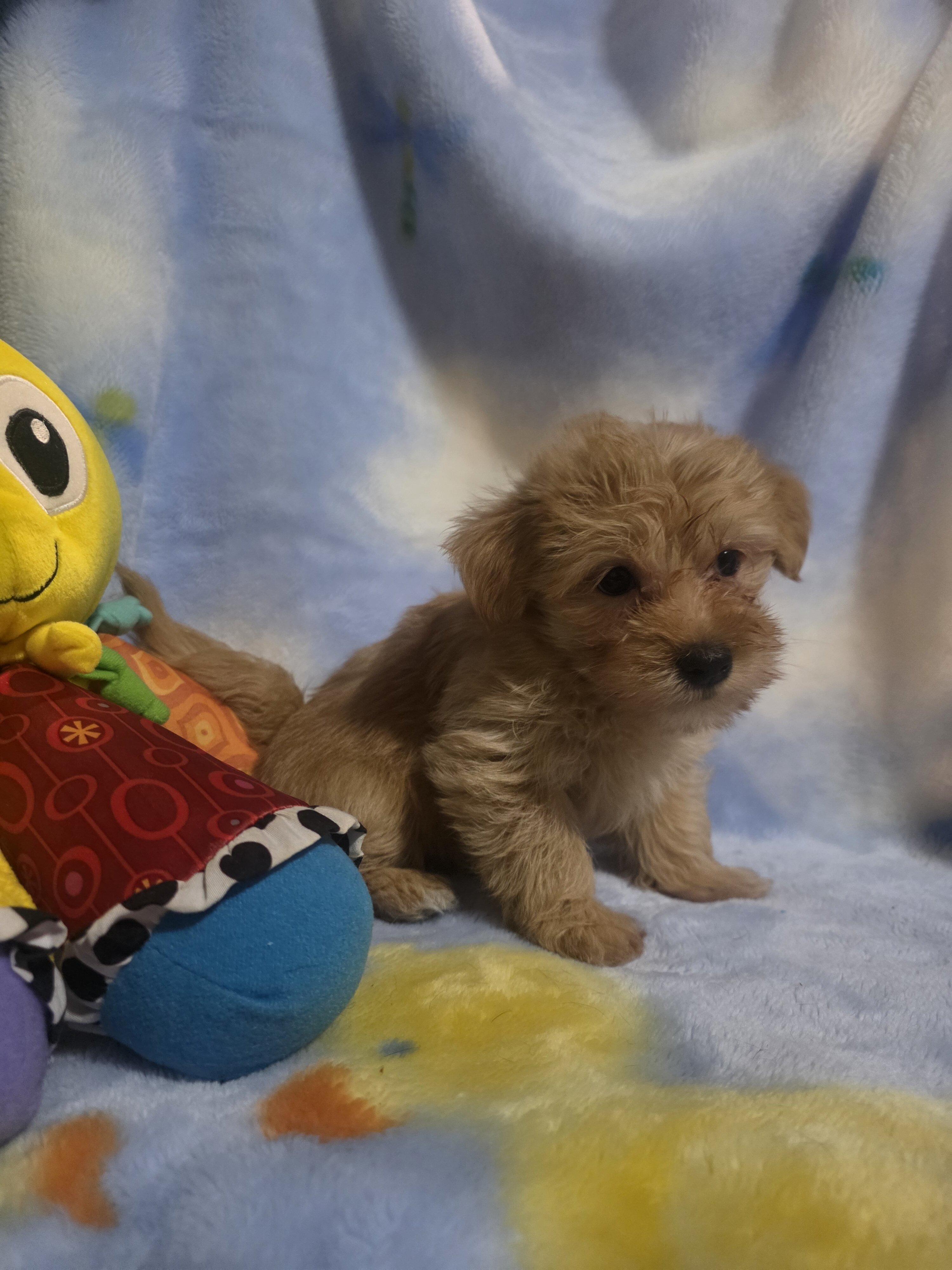 Morkies image 5