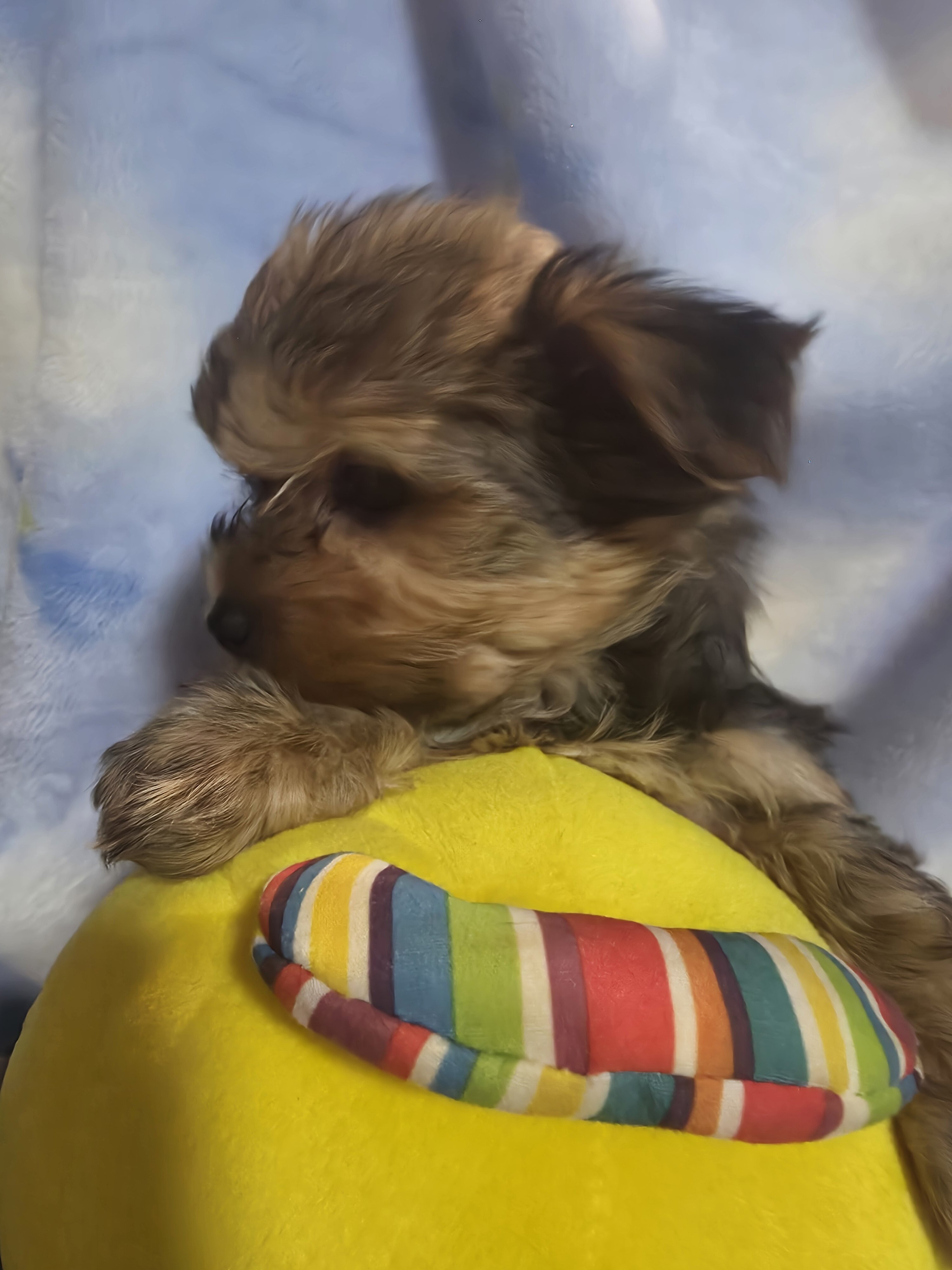Morkies image 6