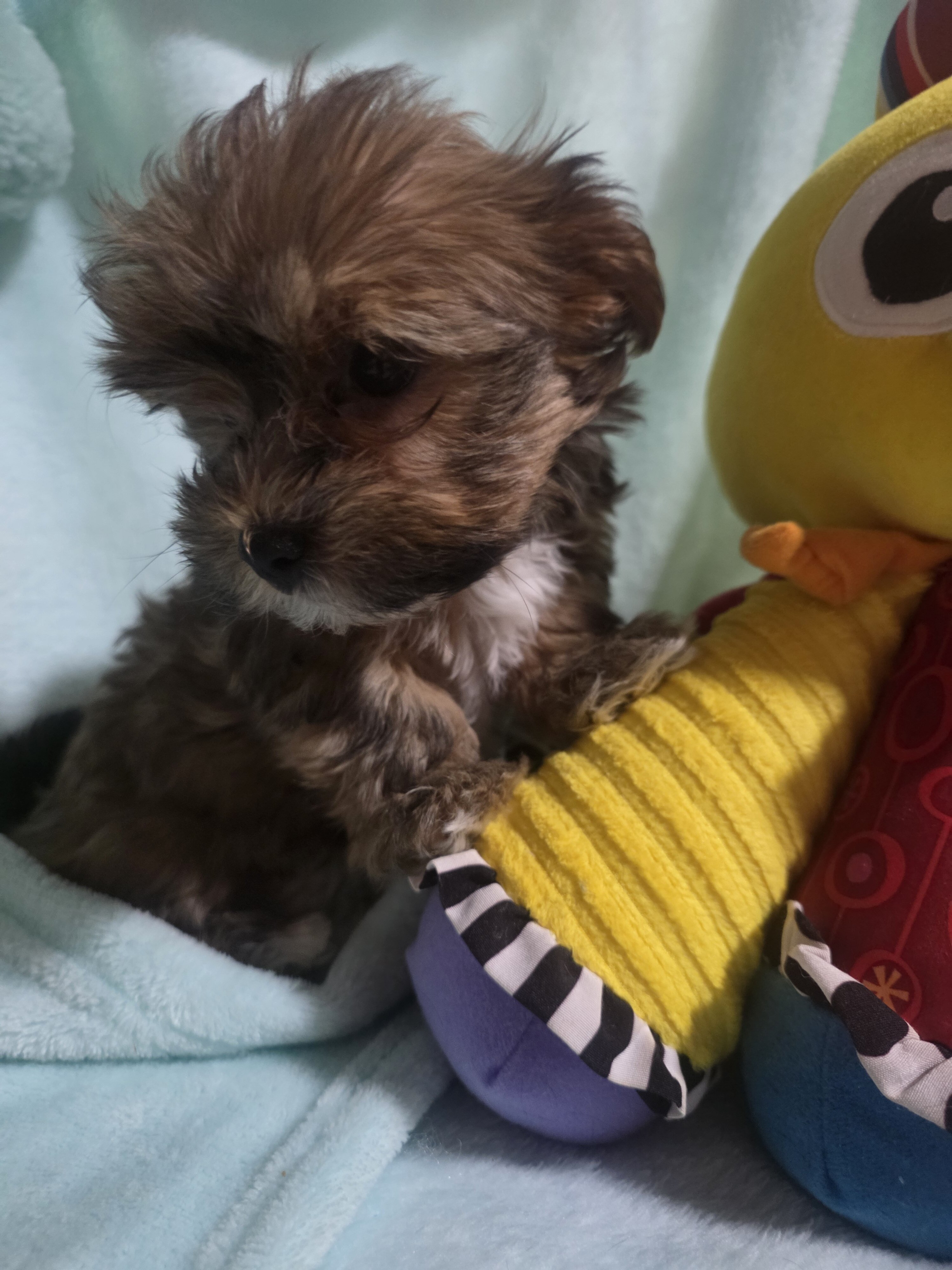 Morkies image 2