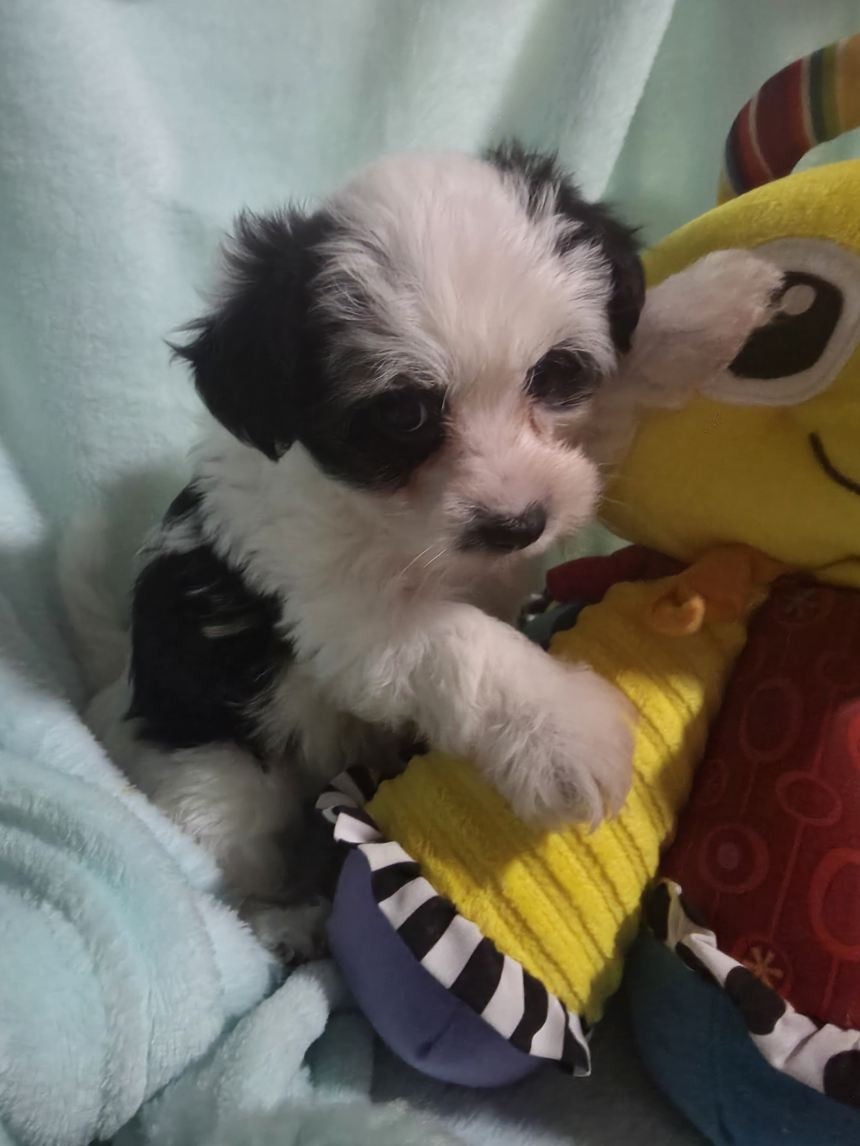 Morkies image 3