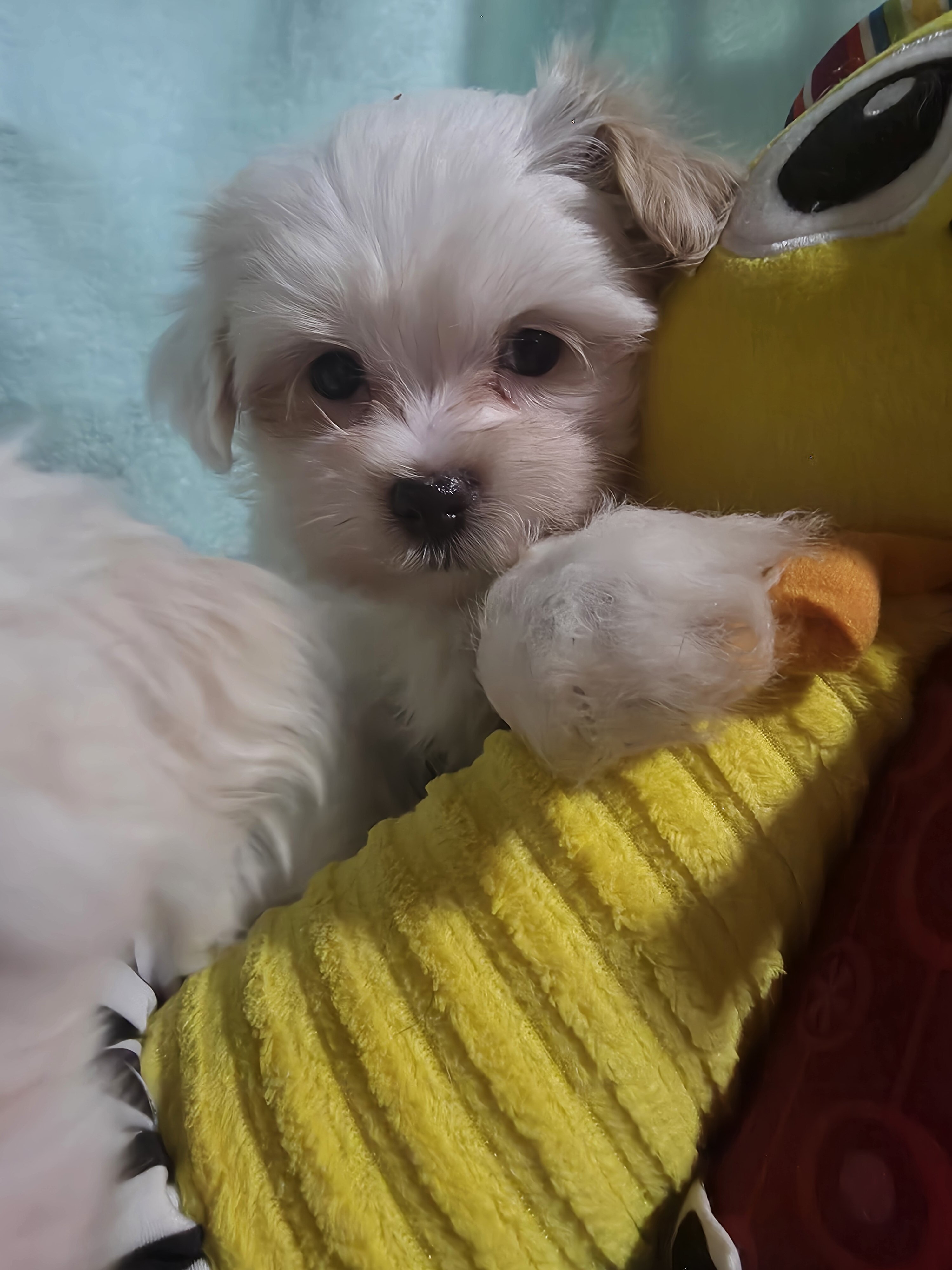Morkies image 4
