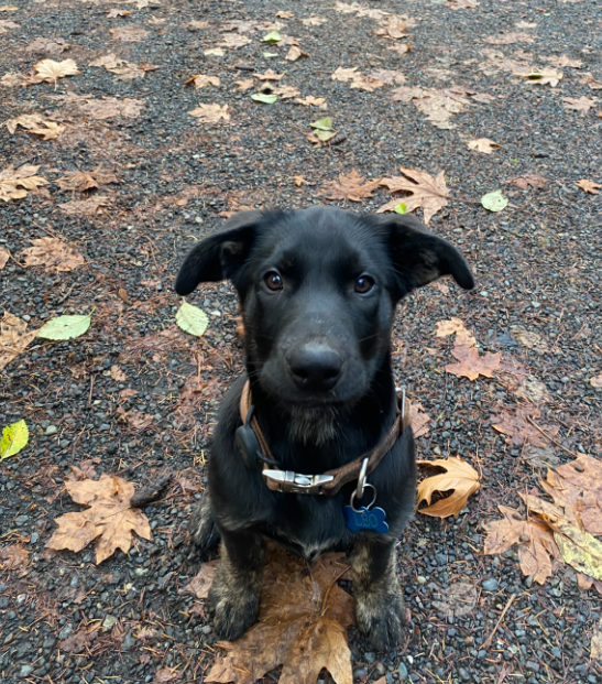 Dog image 4