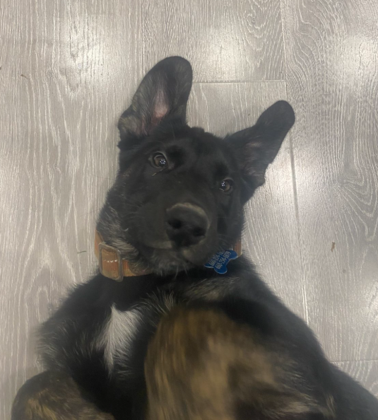 Dog image 3