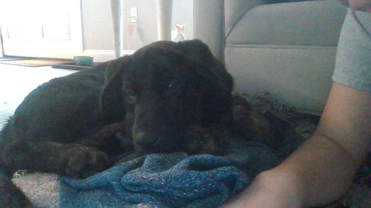 Dog image 2