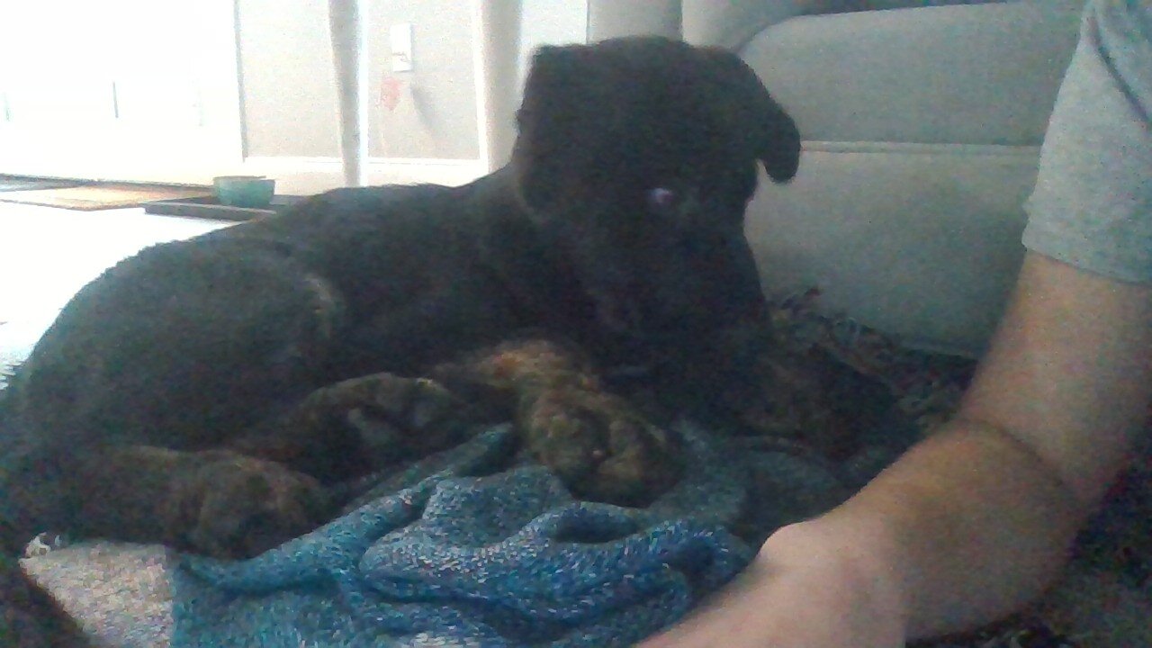 Dog image 1