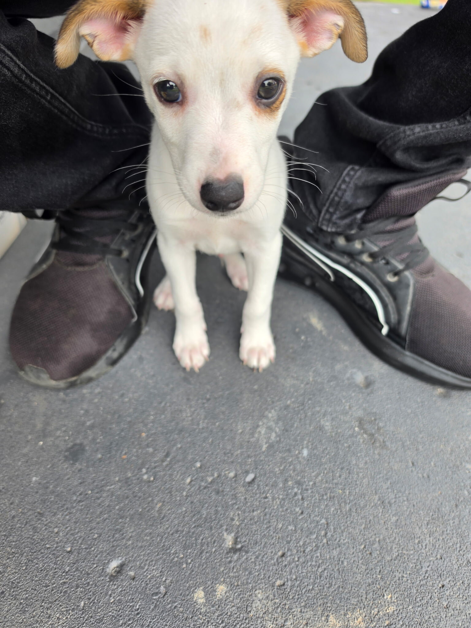 Chihuahua Terrier image 1