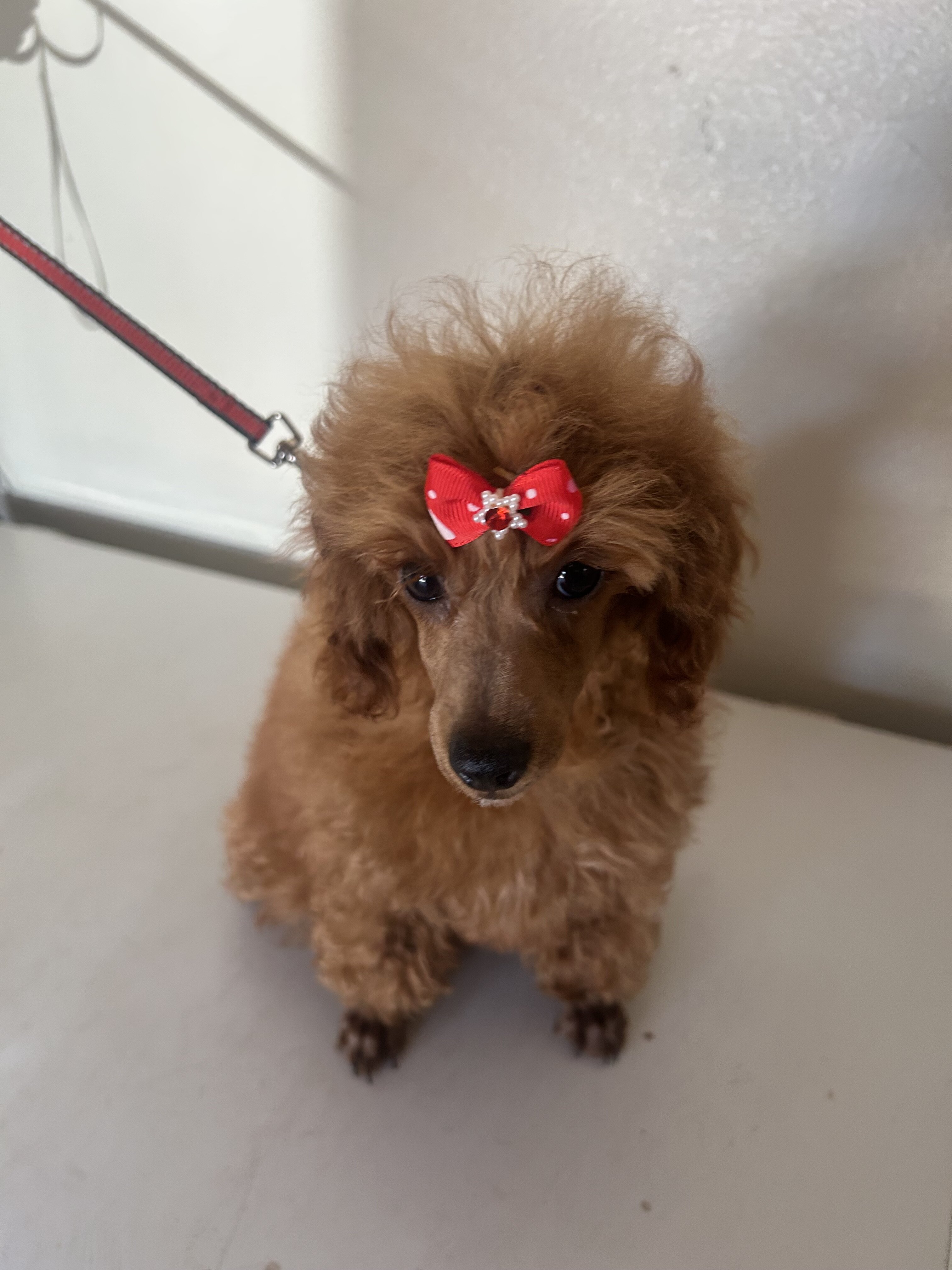 Red Toy Poodle image 1