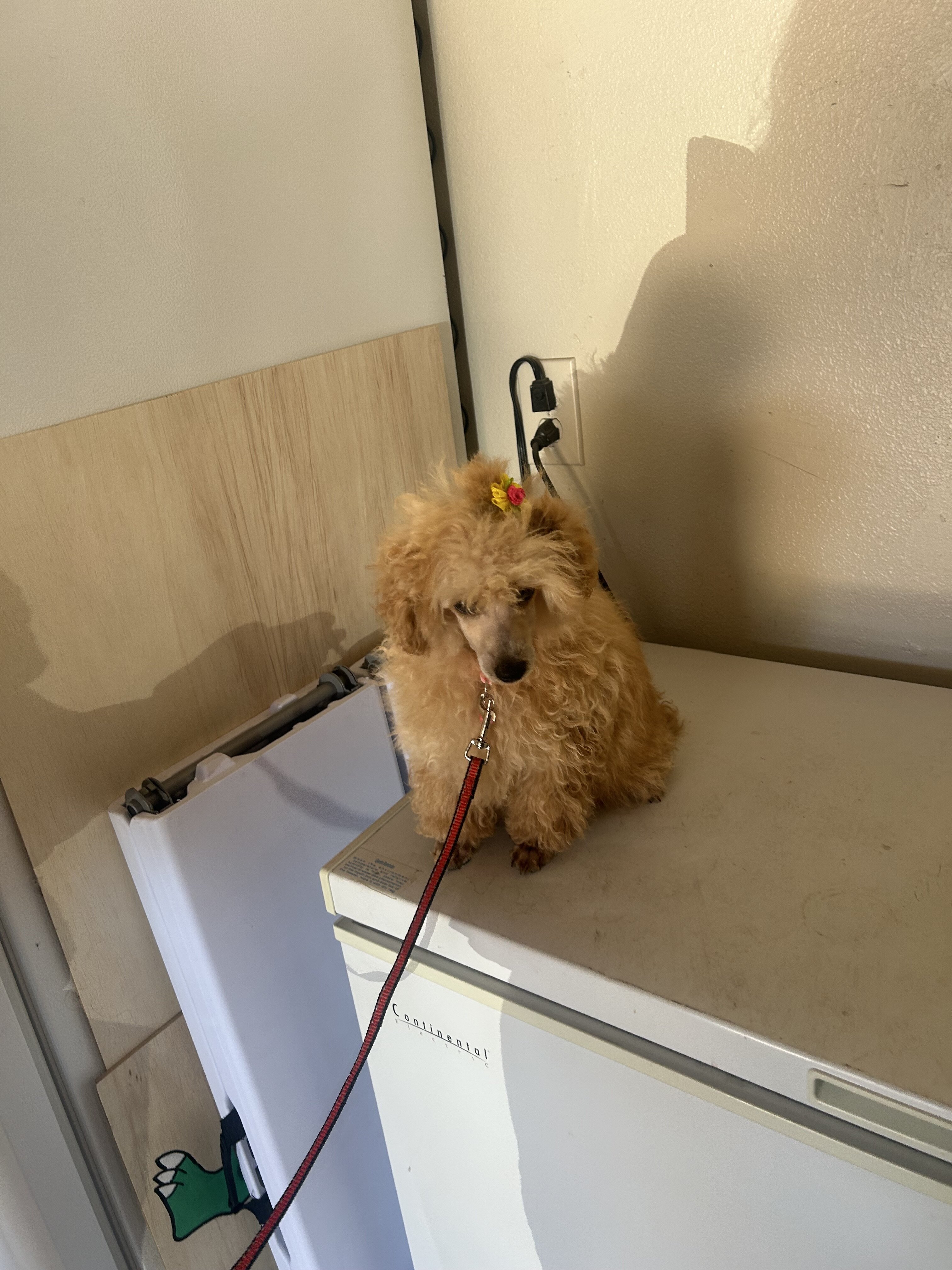 Red Toy Poodle image 2