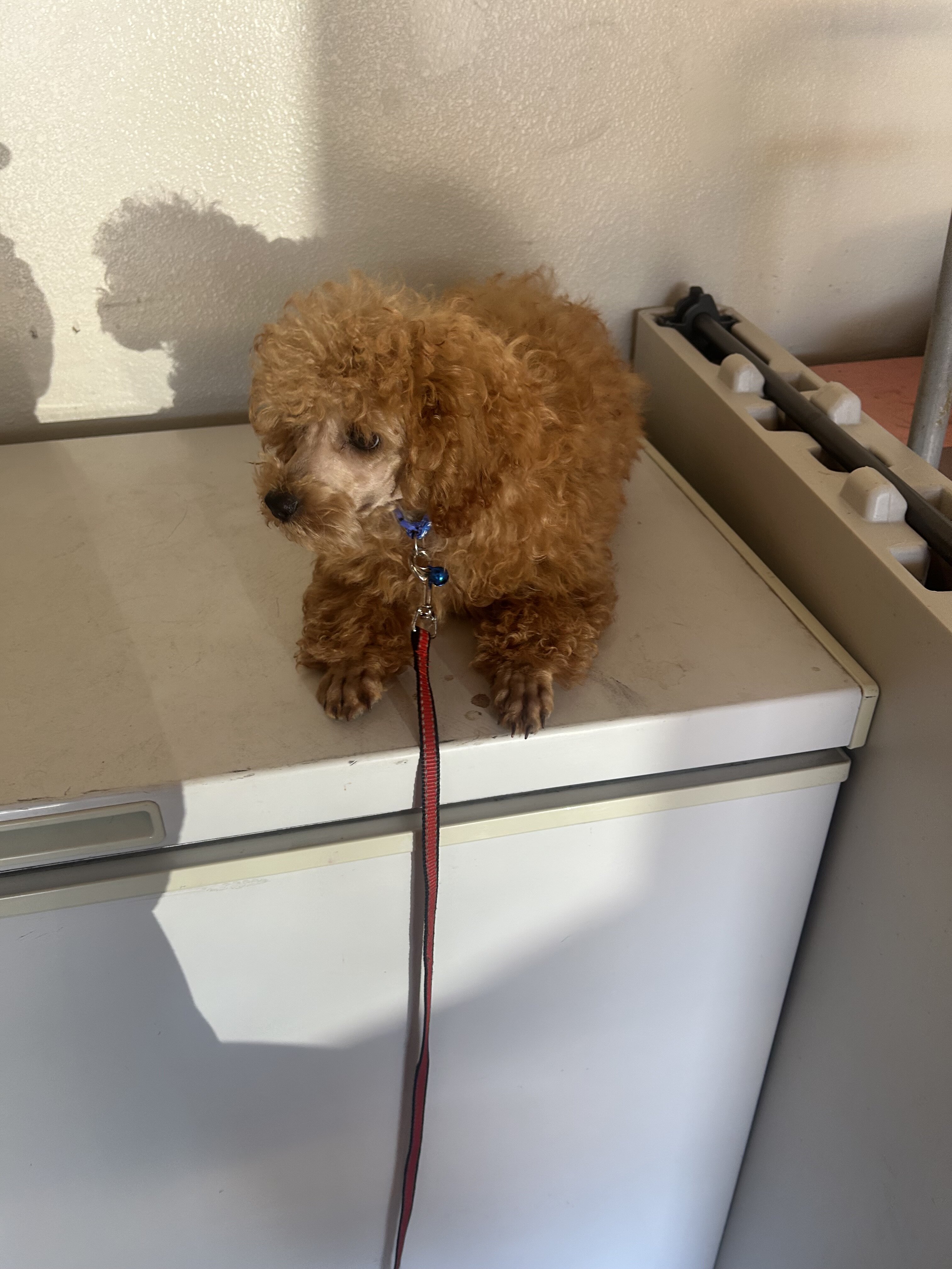 Red Toy Poodle image 3