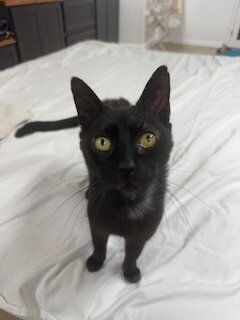 Cats in need of a new loving home ASAP image 1