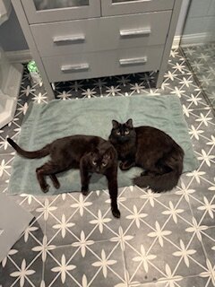 Cats in need of a new loving home ASAP image 8