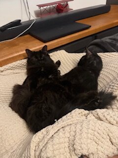 Cats in need of a new loving home ASAP image 3