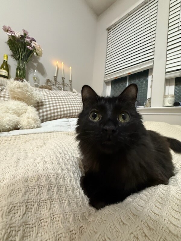 Cats in need of a new loving home ASAP image 6