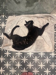 Cats in need of a new loving home ASAP image 2