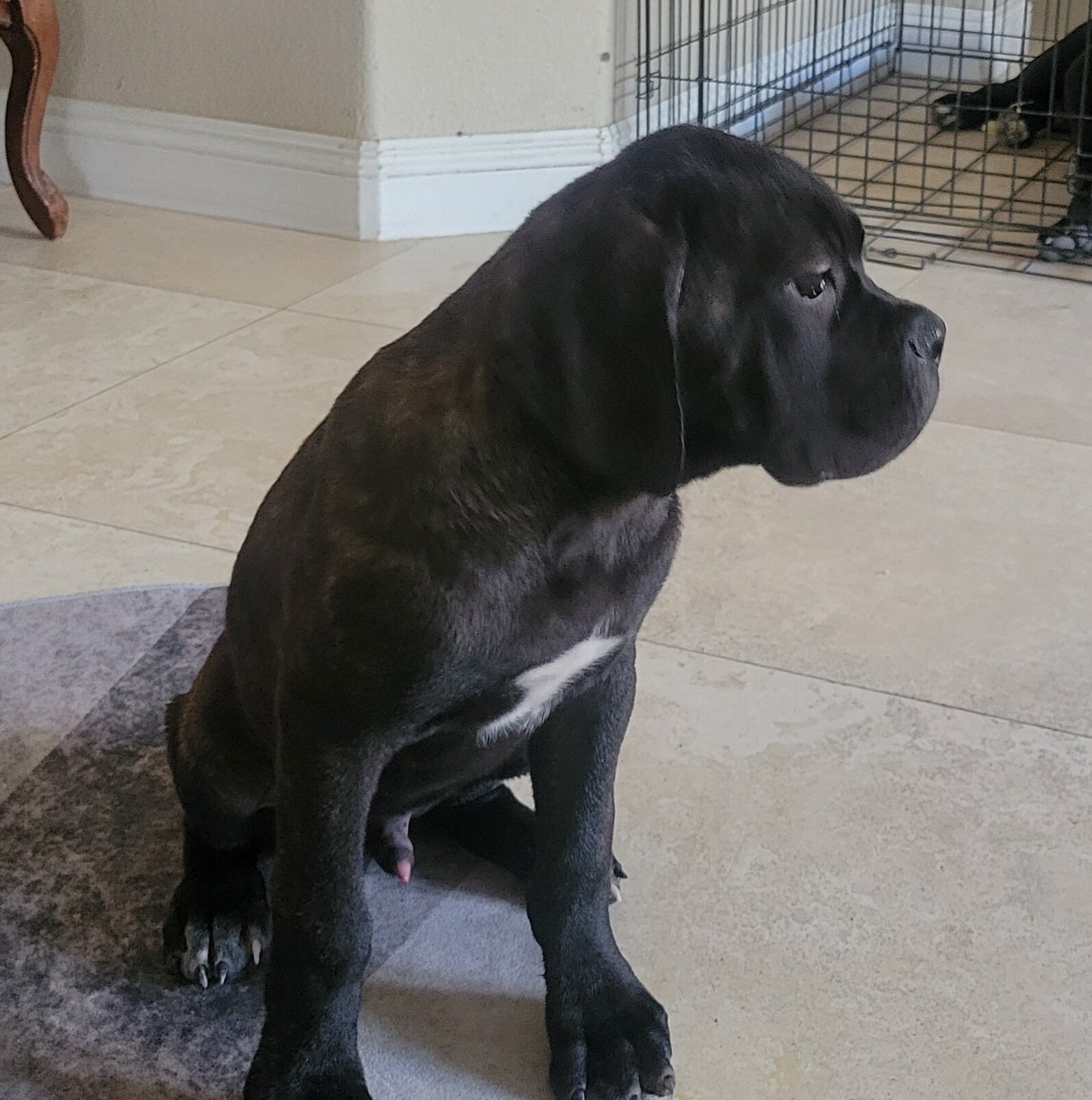 Cane corso puppy image 3