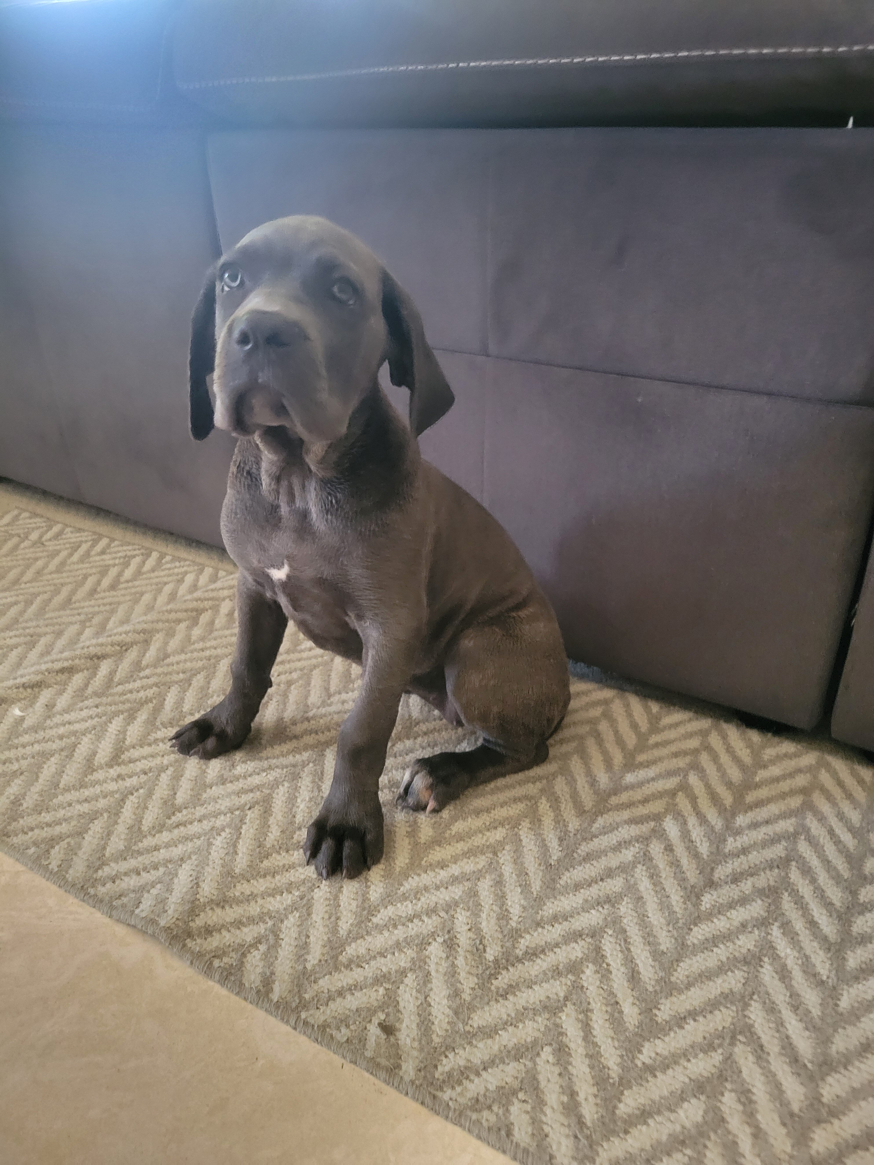 Cane corso puppy image 4