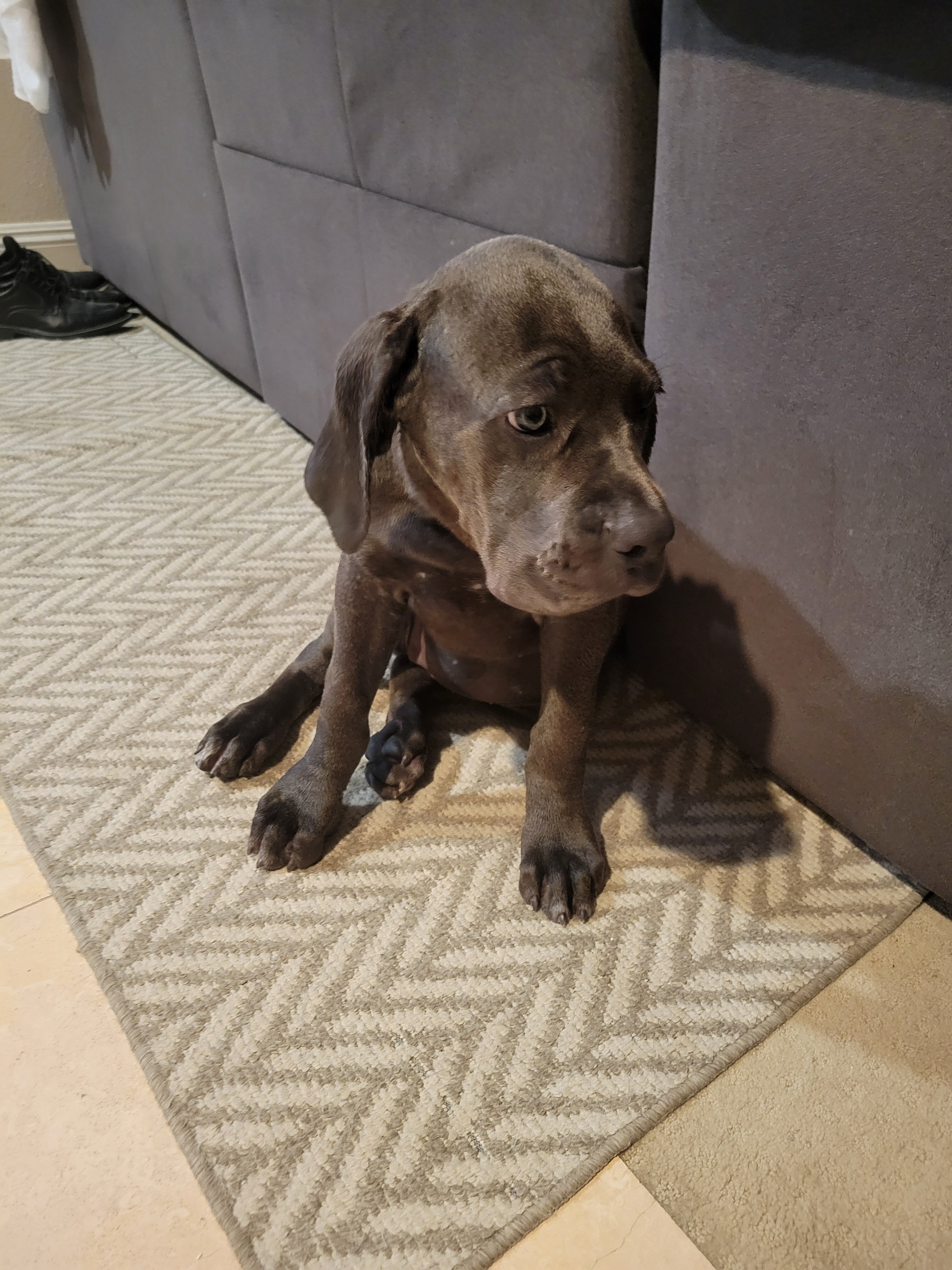Cane corso puppy image 2