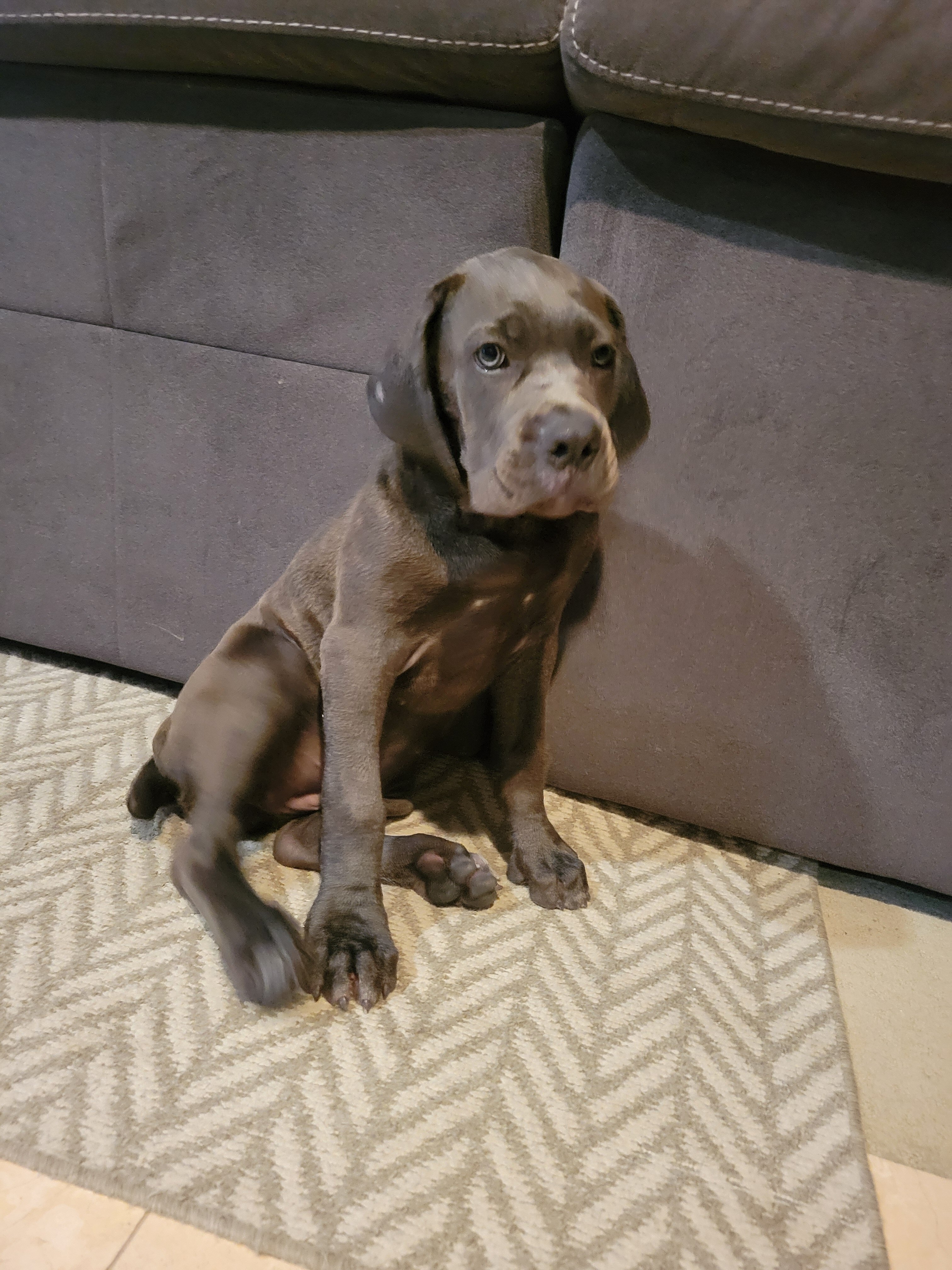 Cane corso puppy image 1