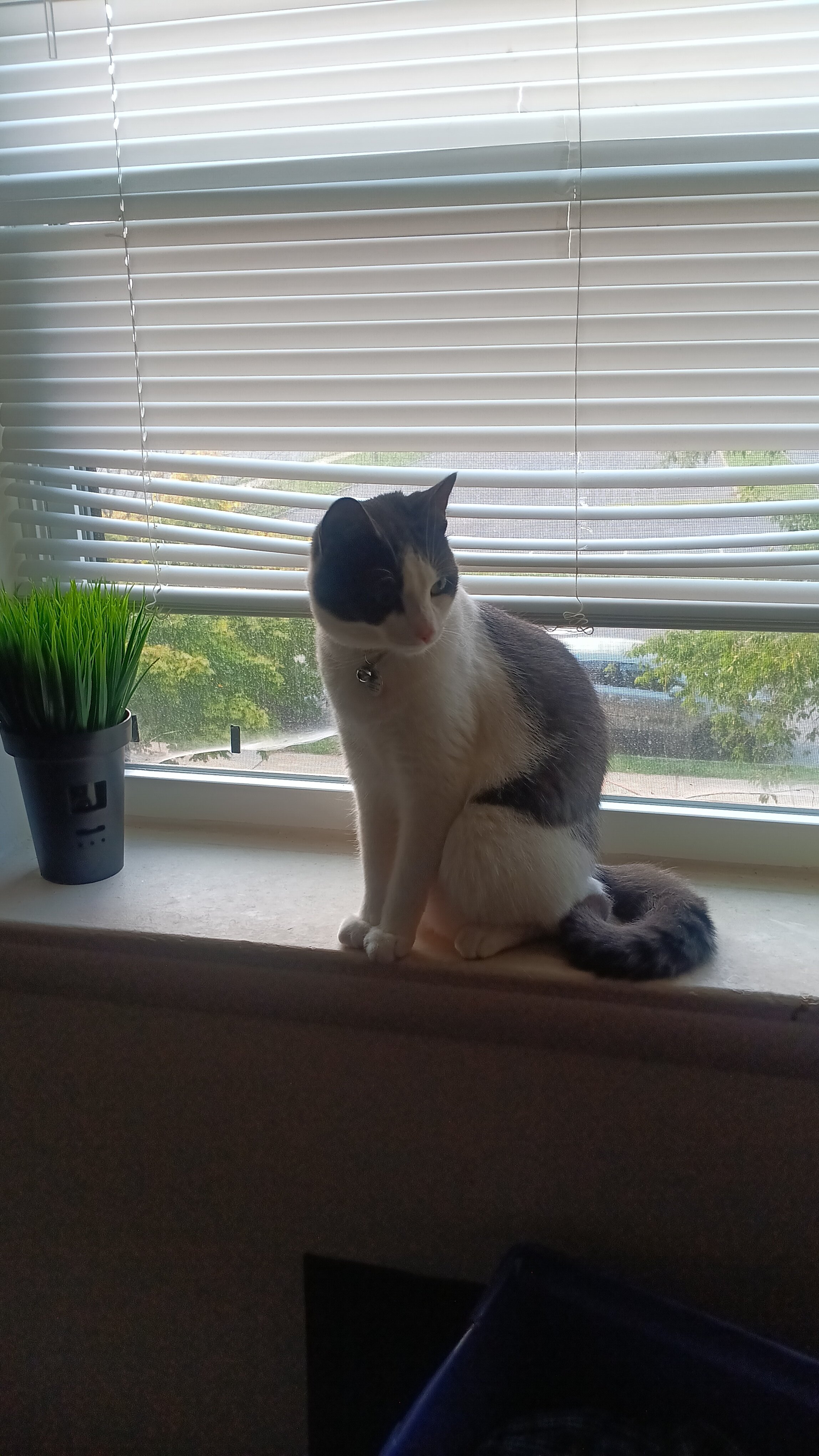 1 year old american short hair cat named Goblin image 2