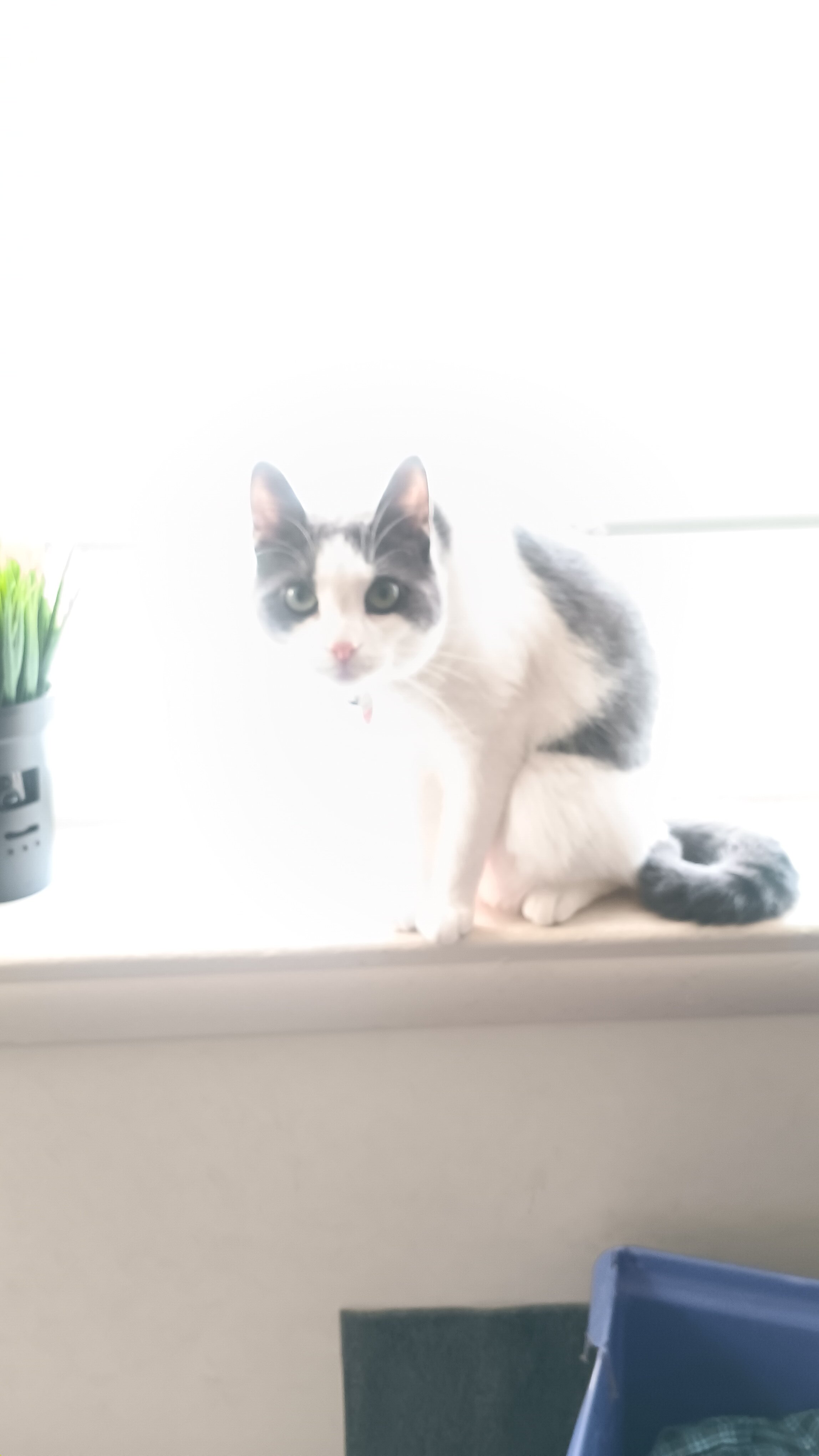 1 year old american short hair cat named Goblin image 3