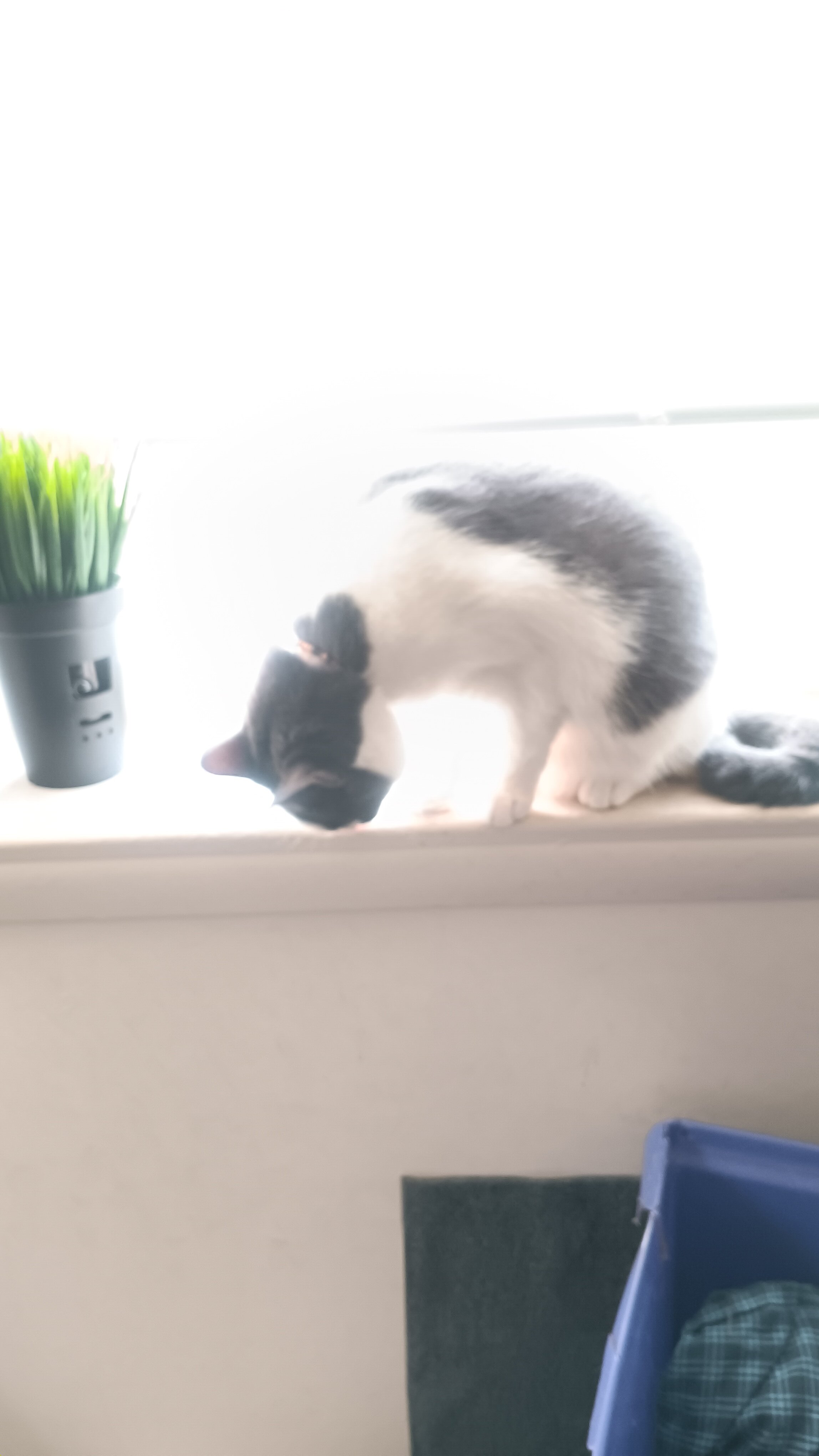 1 year old american short hair cat named Goblin image 4