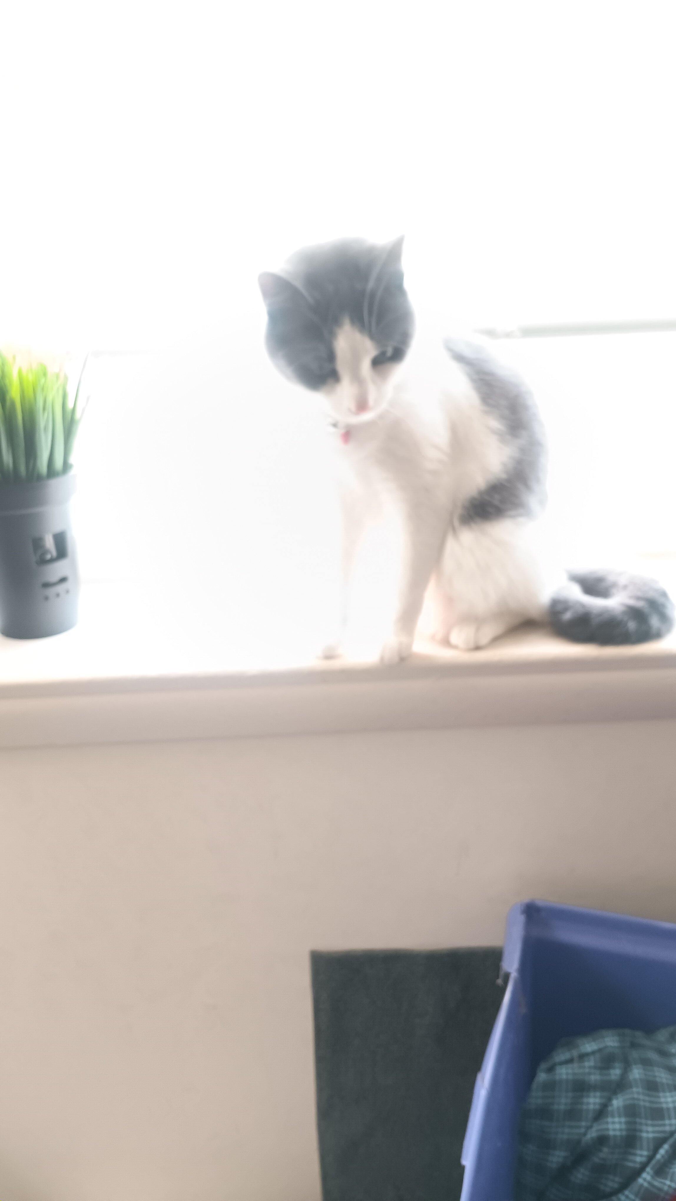 1 year old american short hair cat named Goblin image 5