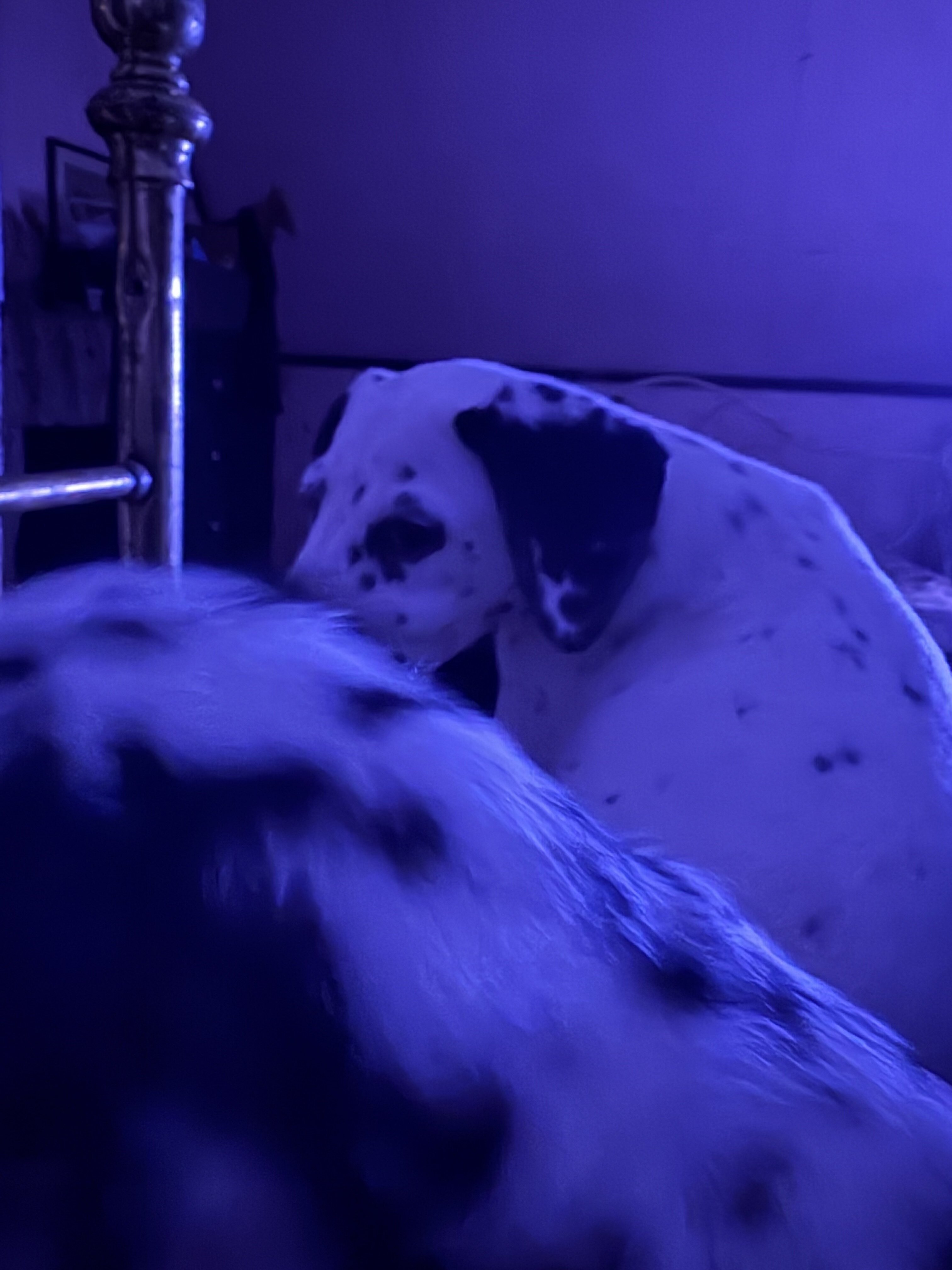 Dalmatian Female Puppy image 5