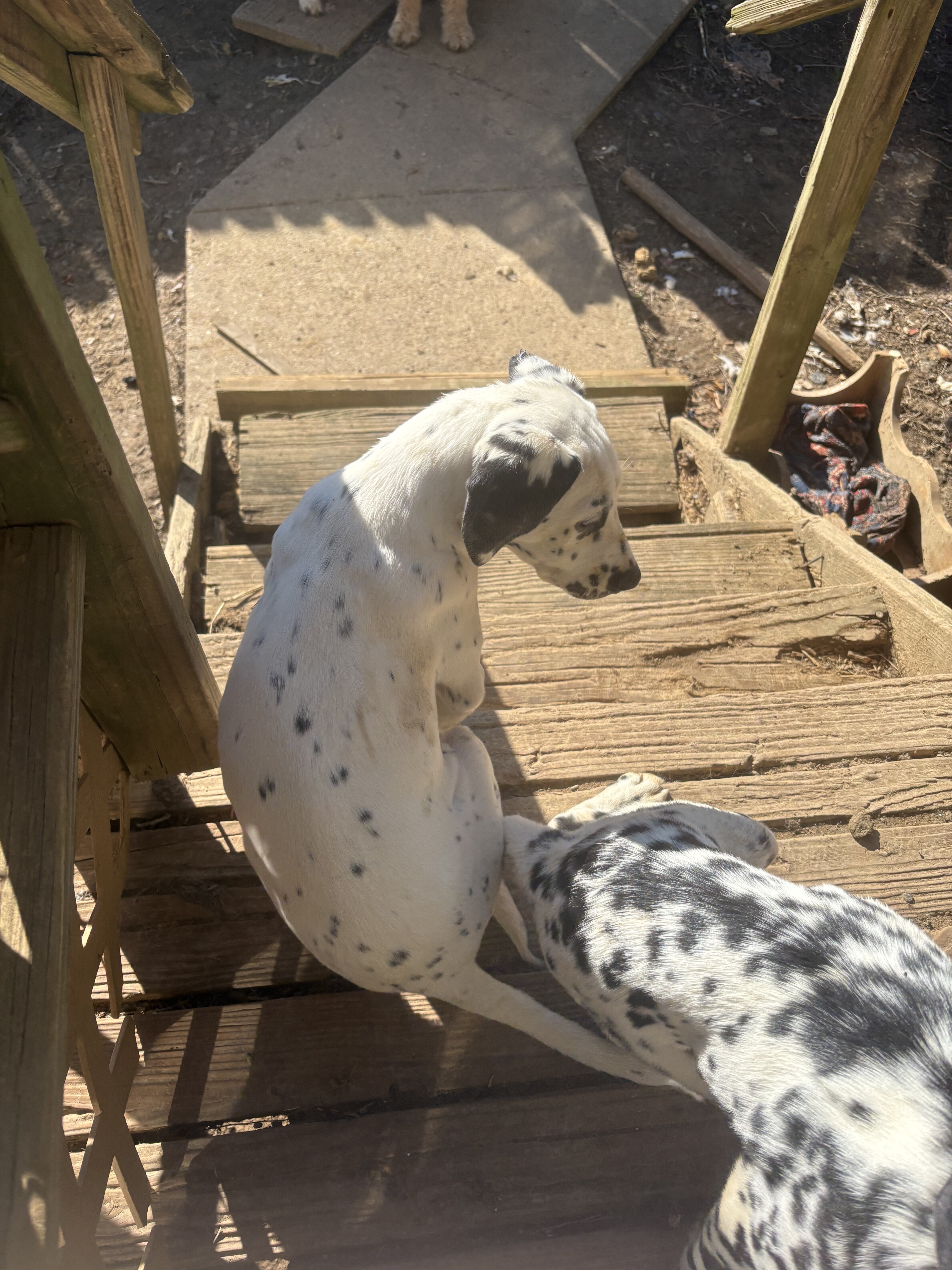Dalmatian Female Puppy image 6